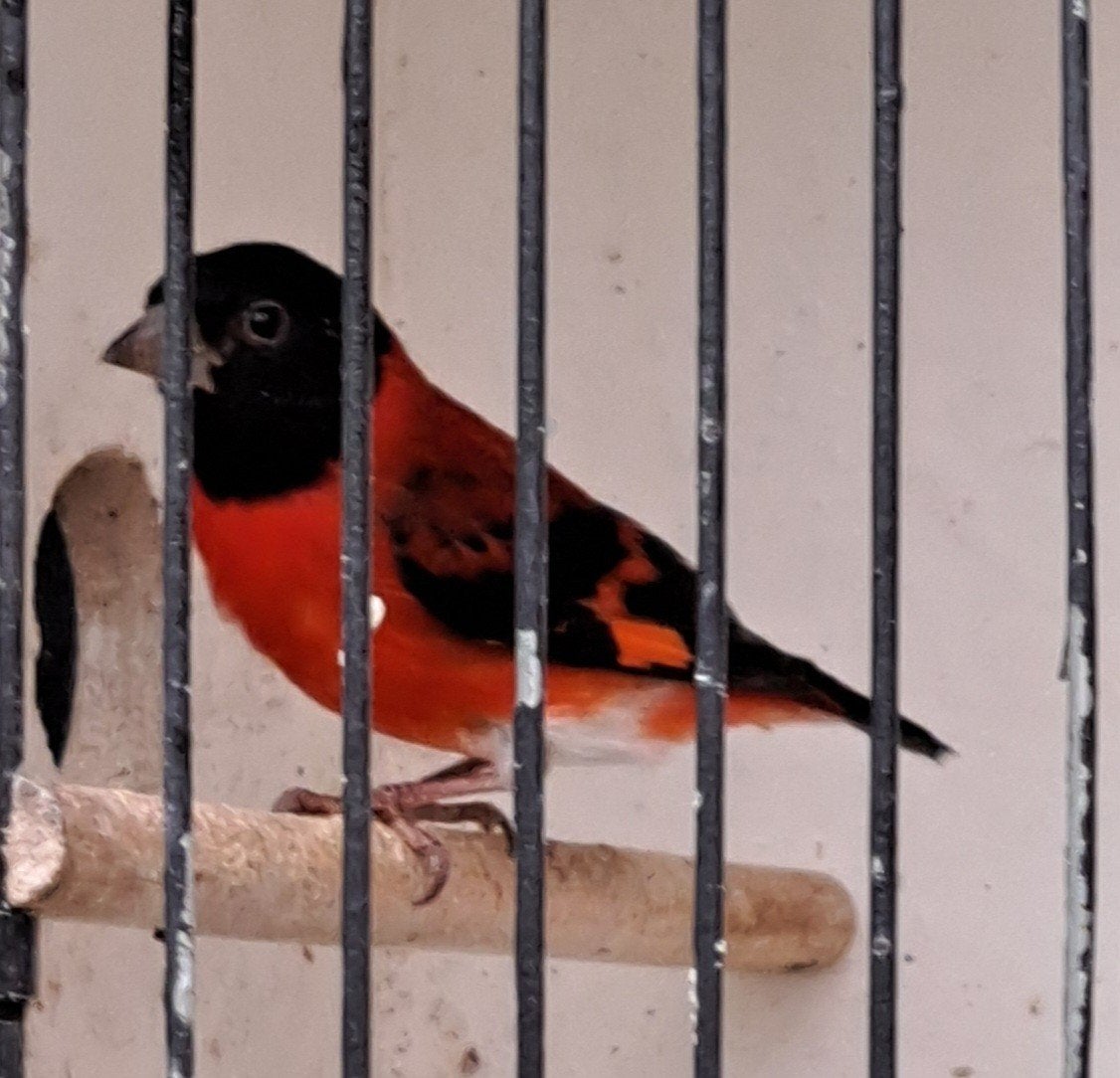 Kapoetsensijs, Dieren en Toebehoren, Vogels | Overige Vogels, Mannelijk, Geringd