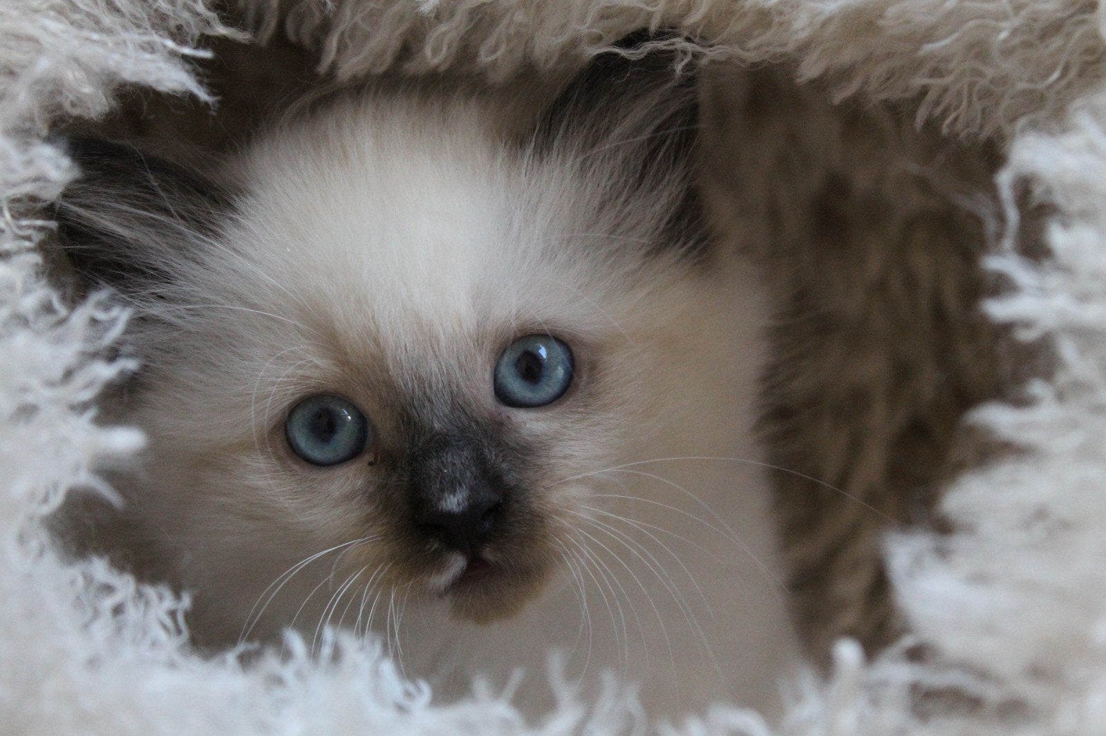 laatste ragdoll kater seal point mitted 9 weken, Dieren en Toebehoren, Meerdere dieren, Ontwormd, 0 tot 2 jaar
