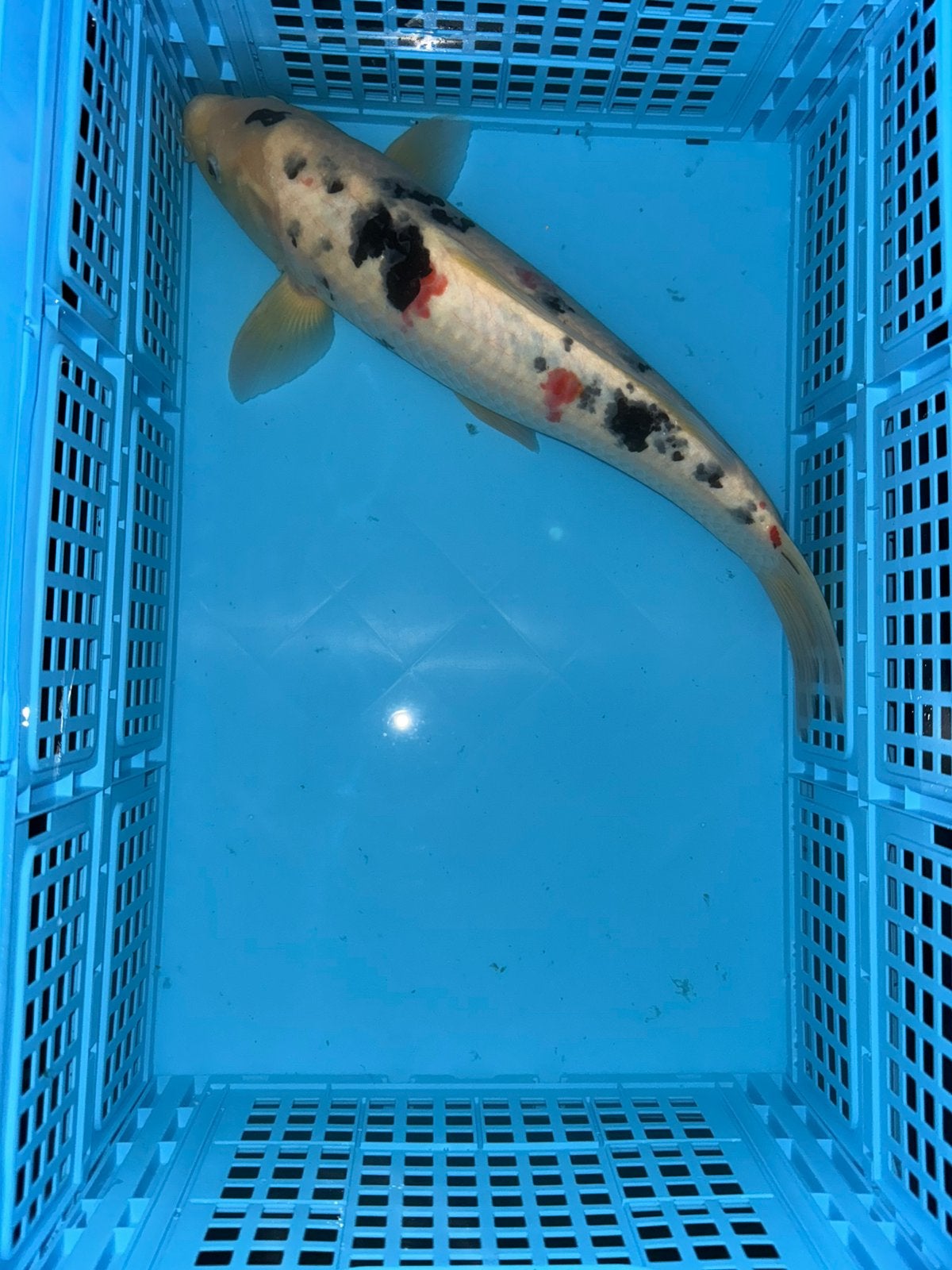 Schitterende japanse sanke te koop, Dieren en Toebehoren, Vissen | Vijvervissen, Karper of Koi