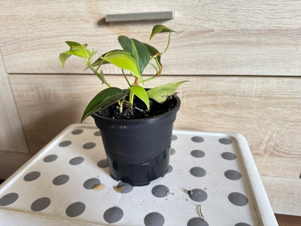 kamerplant stek van de Hartblad philodendron, Ophalen, Overige soorten, Halfschaduw, Minder dan 100 cm