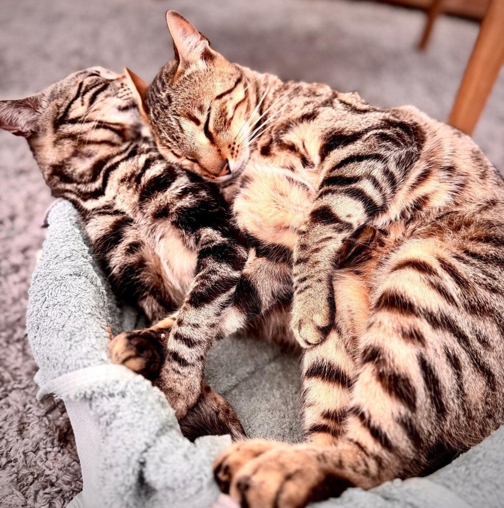 Bengaalse kruising kittens, Meerdere dieren, Kortharig, 0 tot 2 jaar
