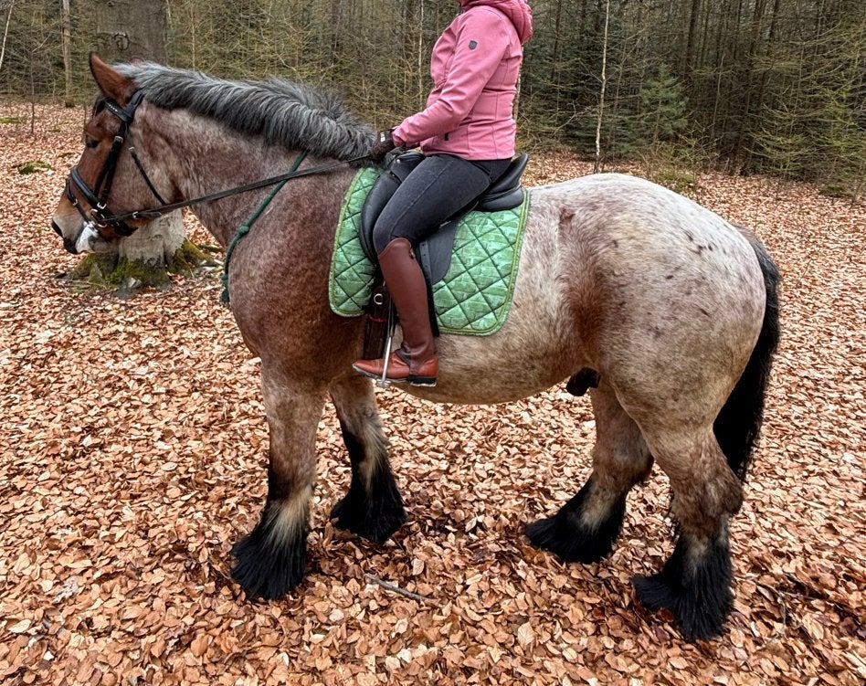 5 jarige trekpaard ruin bereden braaf, Ruin, Recreatiepaard, 3 tot 6 jaar
