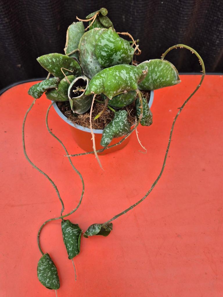Hoya Imbricata p12, Ophalen of Verzenden, Halfschaduw, Minder dan 100 cm