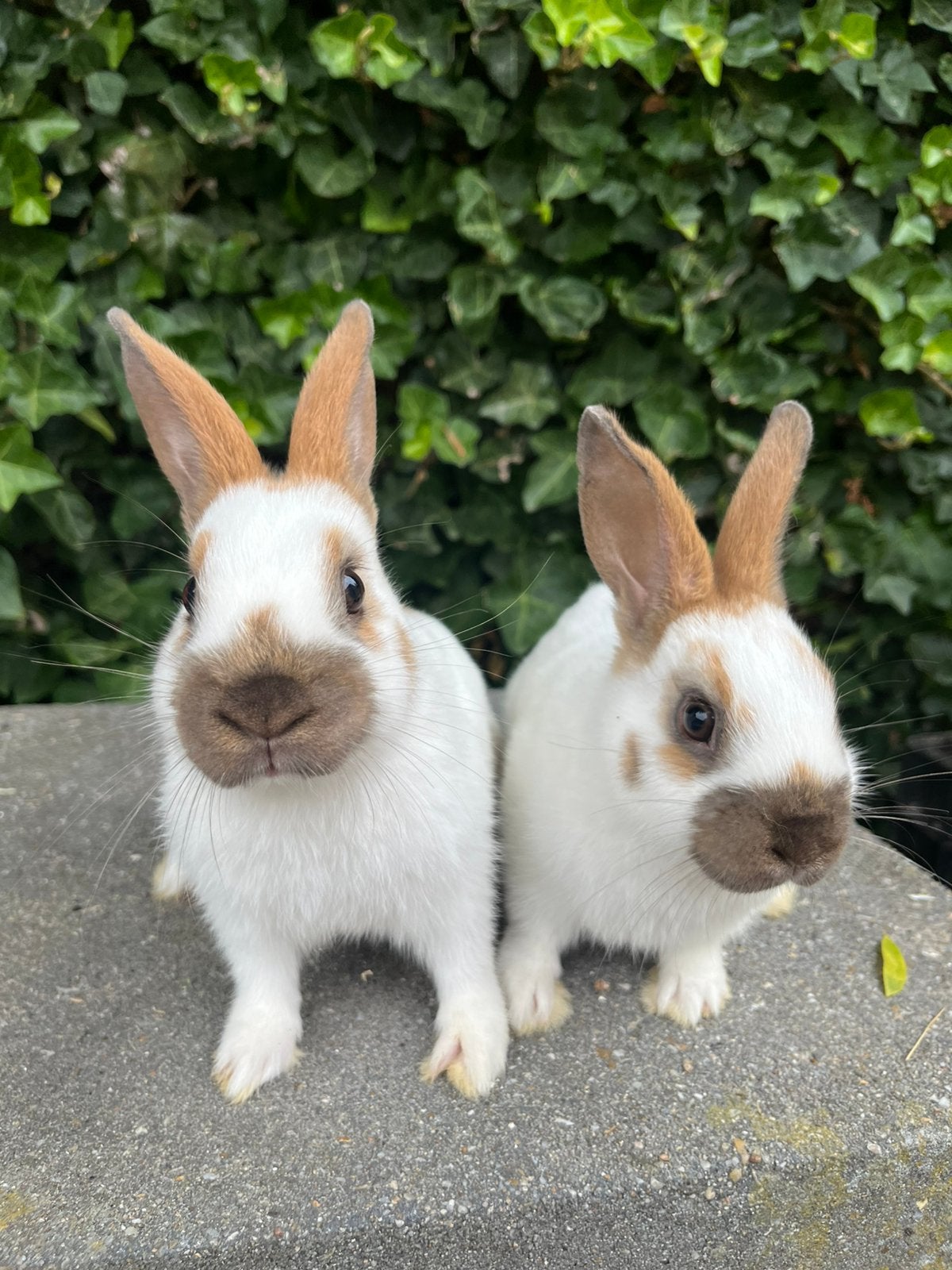 Jonge konijnen, Meerdere dieren, Dwerg, 0 tot 2 jaar