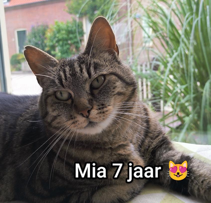 "Mia zoekt een nieuw thuis" 7 jarige Europese korthaar., Poes, Kortharig, 6 jaar of ouder