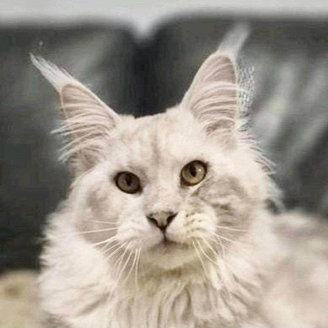 black silver shaded maine coon dekkater met stamboom(RUSLAND, Kater, Met stamboom, 0 tot 2 jaar