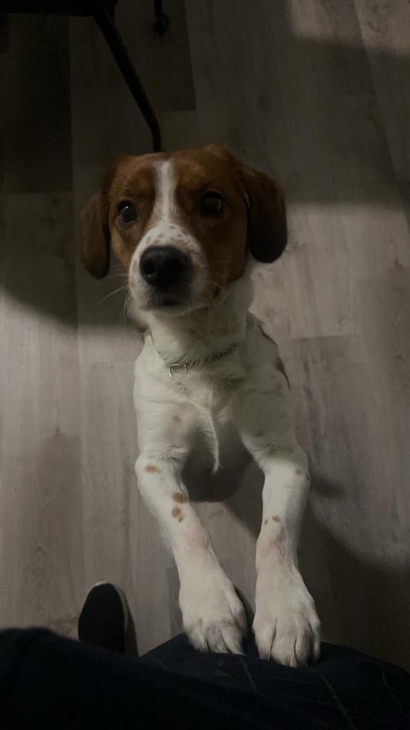 Kooiker hond 5 jaar oud, Rabiës (hondsdolheid), Reu, Eén hond, Nederland