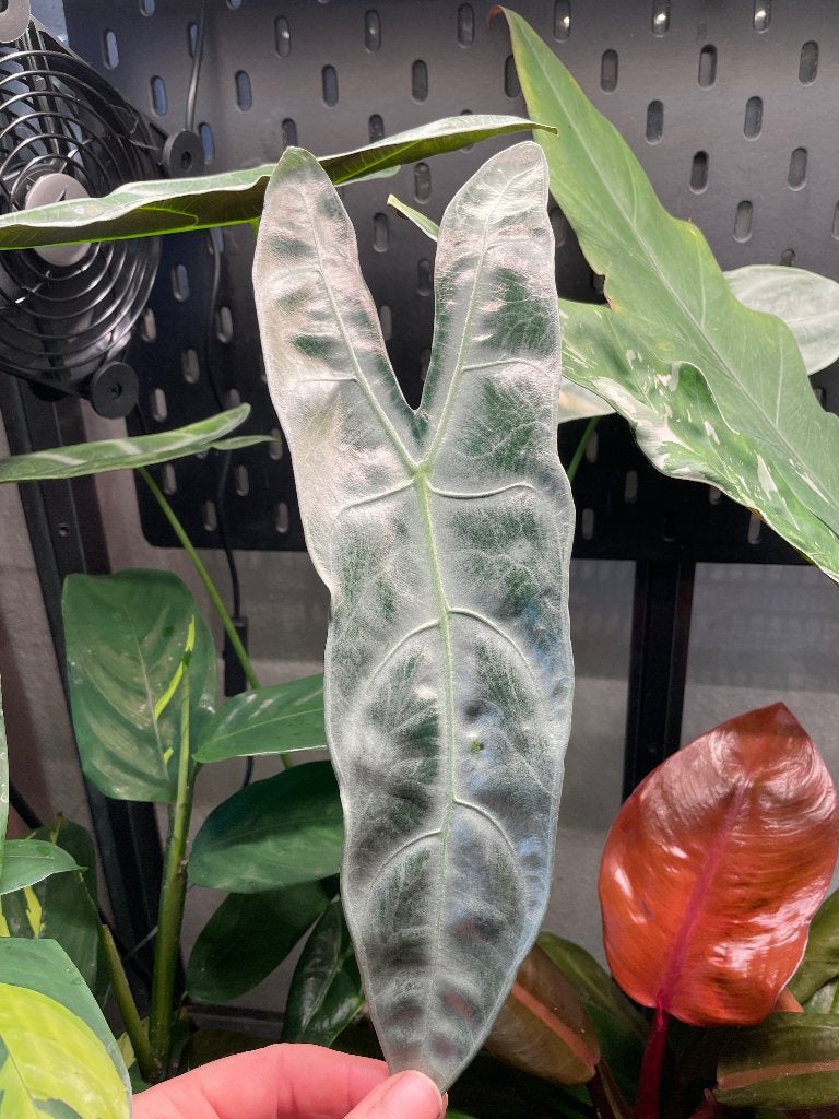 Knol/corm Alocasia Longiloba Silver, Huis en Inrichting, Ophalen of Verzenden, Halfschaduw, Minder dan 100 cm