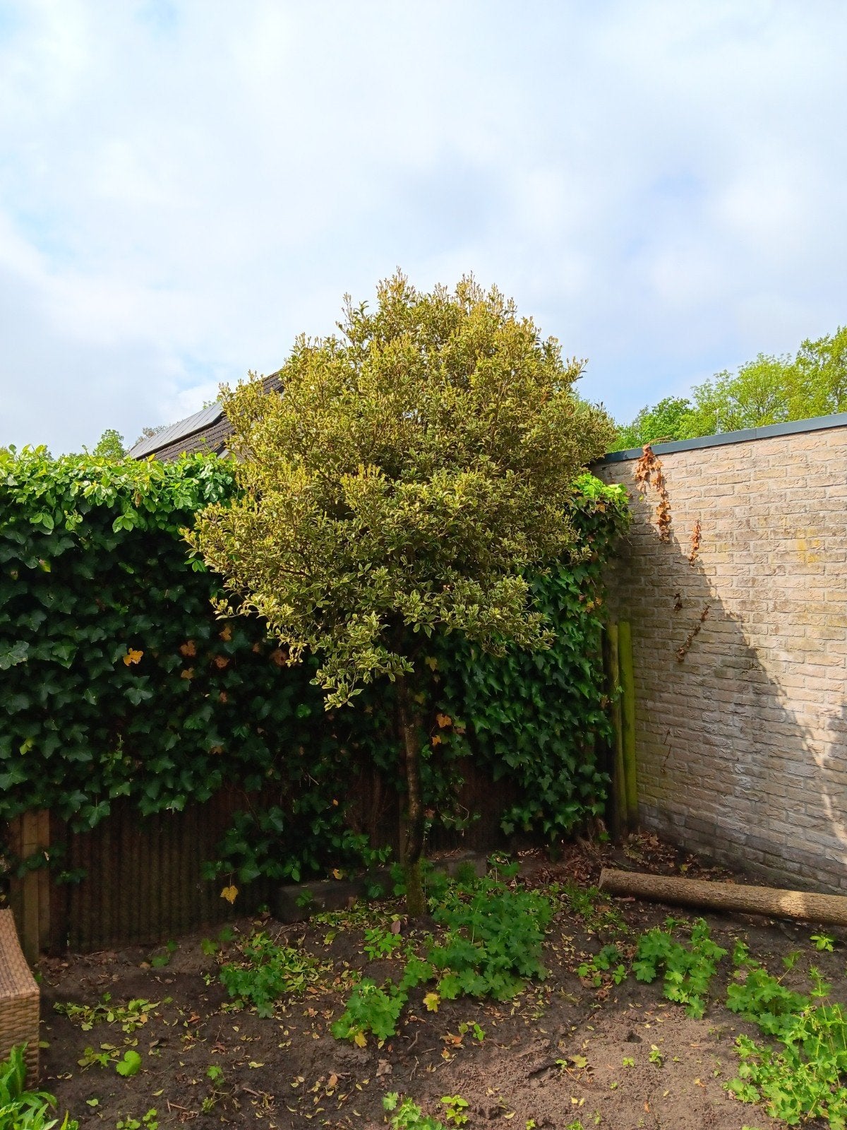 Gratis boom, Tuin en Terras, Planten | Bomen, Ophalen, Volle zon, Overige soorten