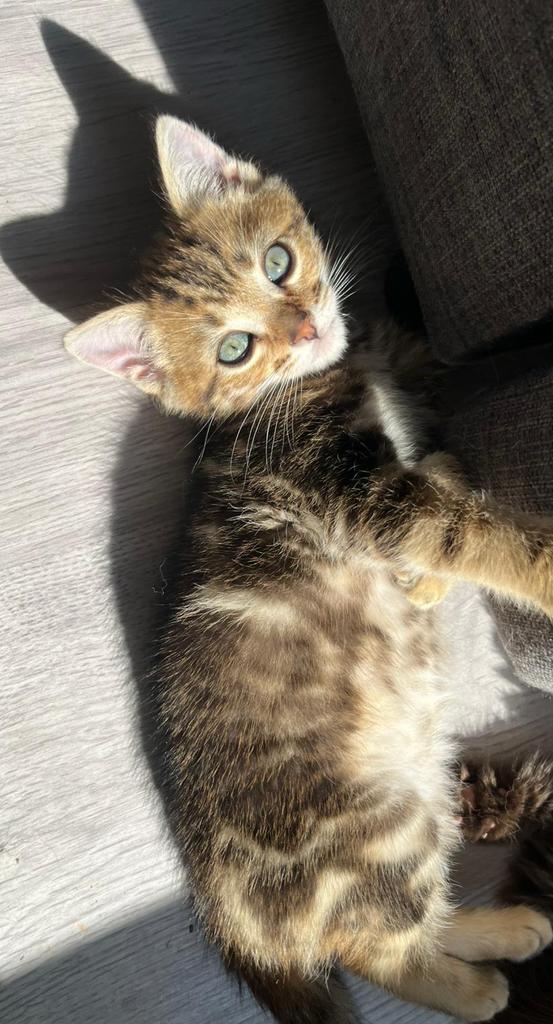 Bengaal kittens 🟢🇳🇱, Meerdere dieren, Gechipt, 0 tot 2 jaar