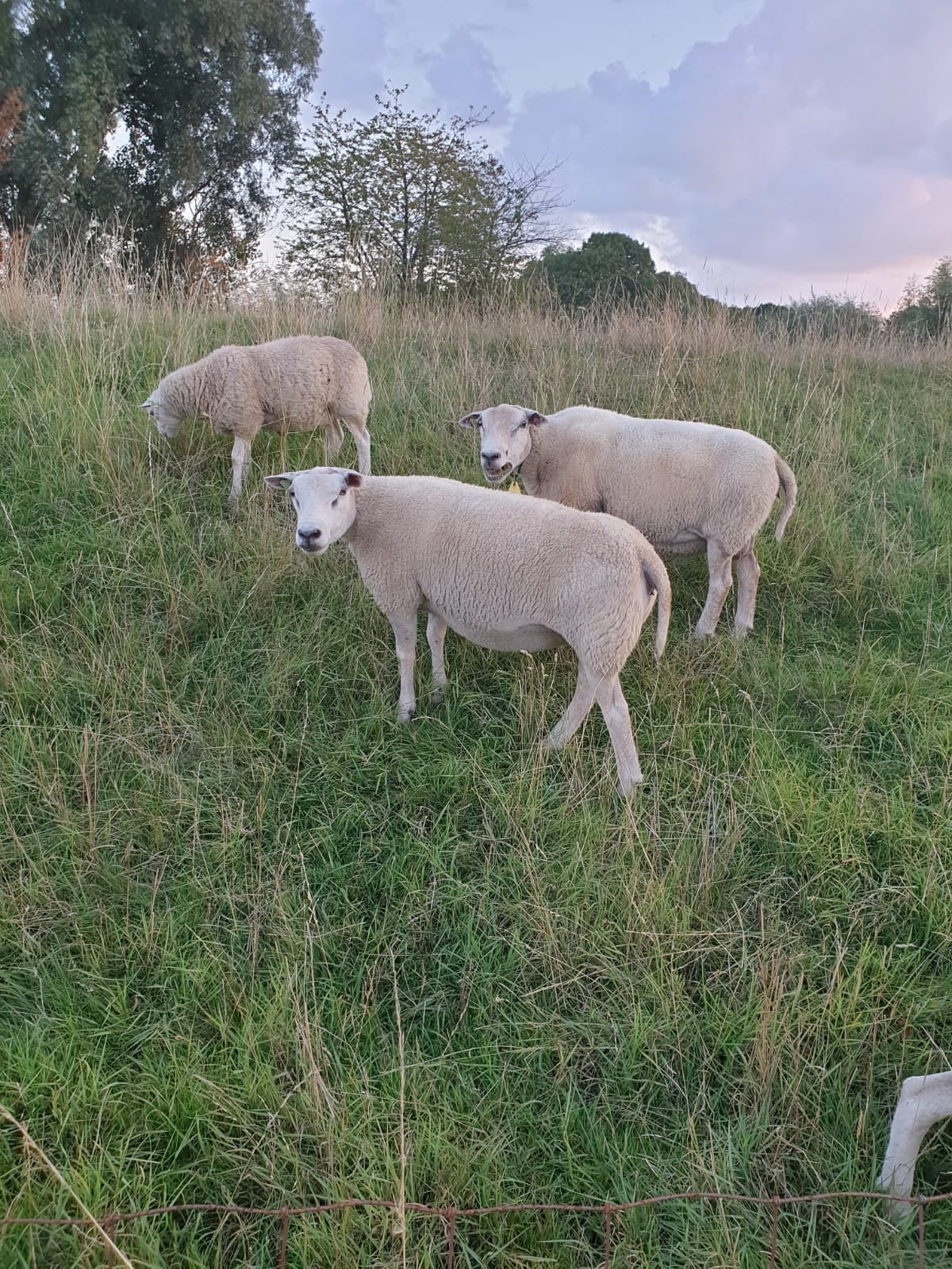 Schapenvachten., Dieren en Toebehoren