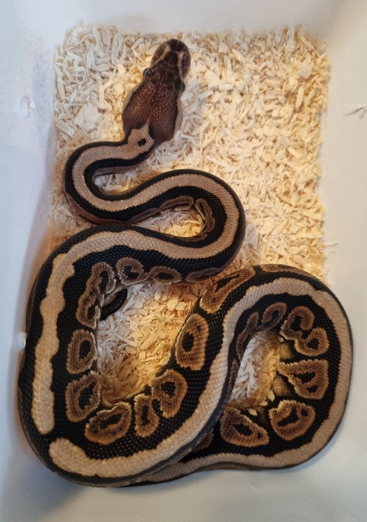 0.1 black pastel spotnose het clown koningspython, Slang, 0 tot 2 jaar