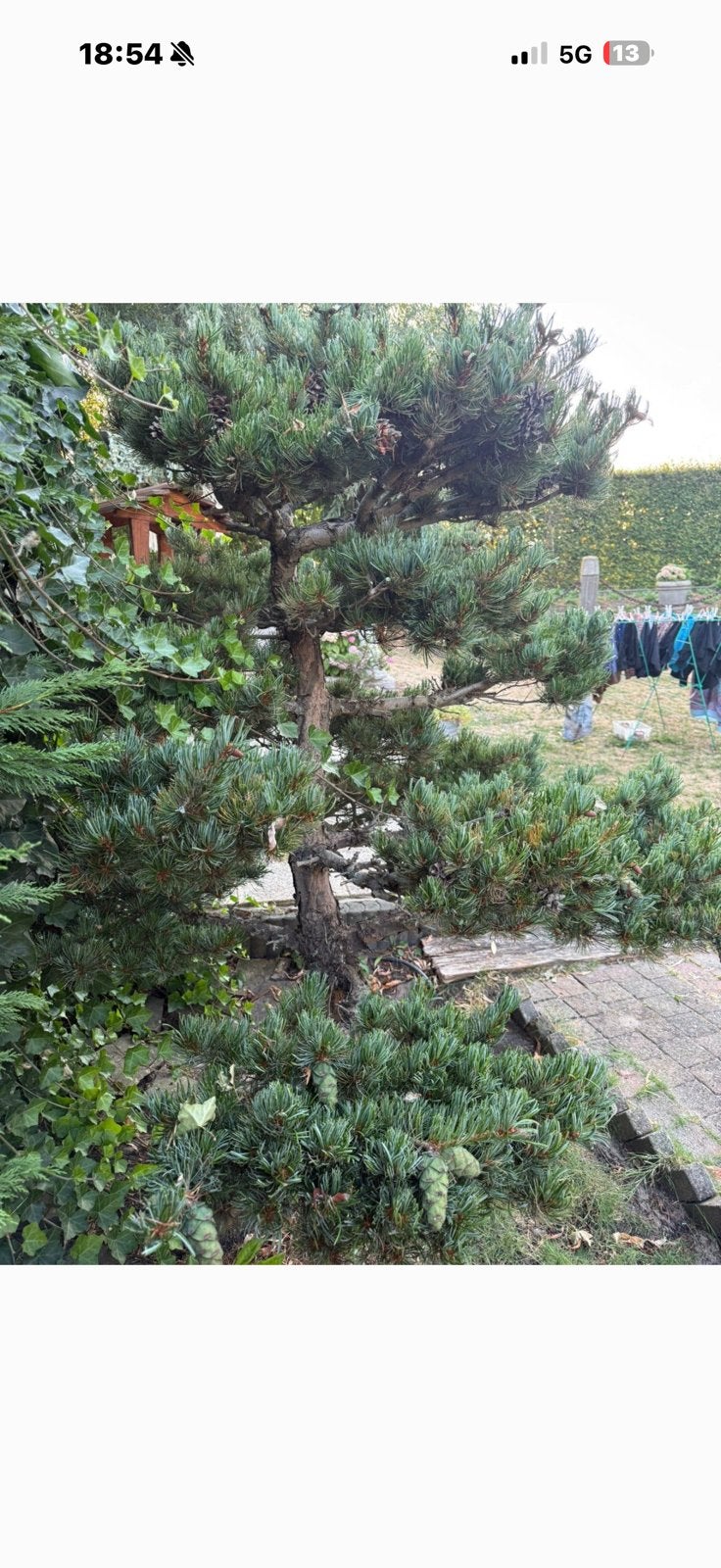 Japanse tuin bonsai boom witte pinus, Tuin en Terras, Planten | Bomen, Ophalen, Bloeit niet, Halfschaduw, Overige soorten