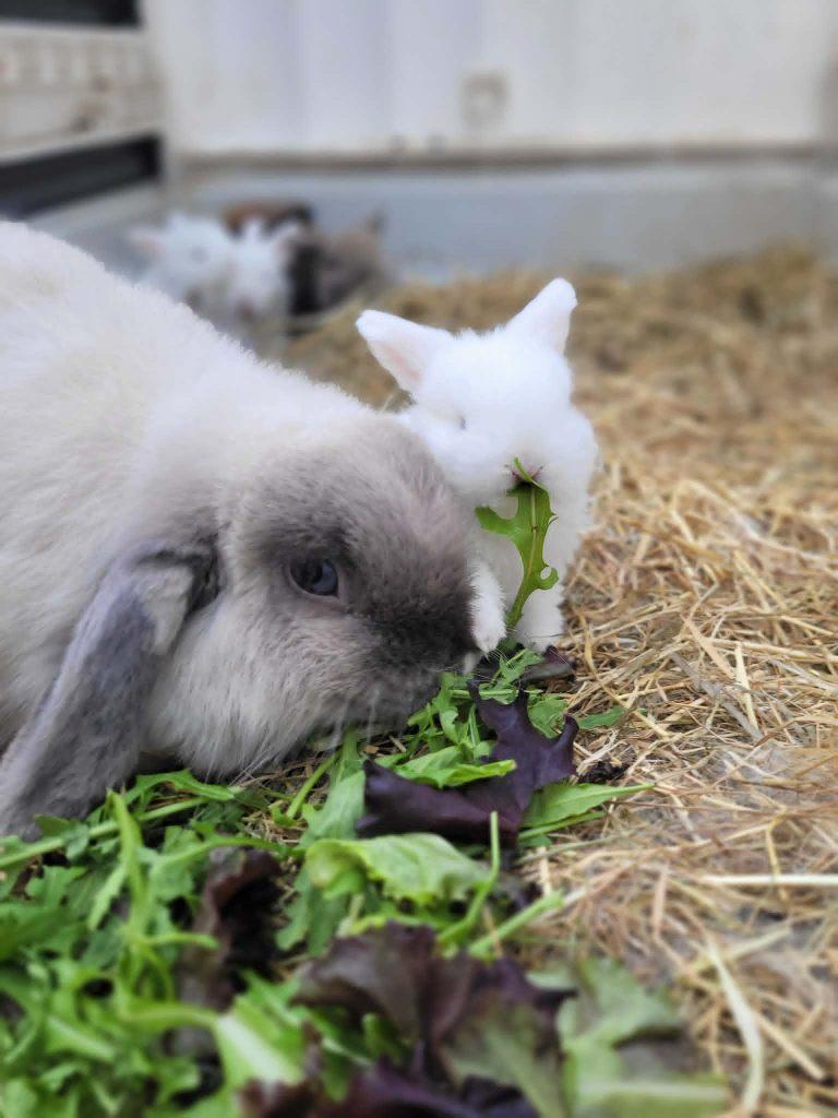 Mooie minilops, Dieren en Toebehoren, Konijnen, Meerdere dieren, Dwerg, Hangoor, 0 tot 2 jaar