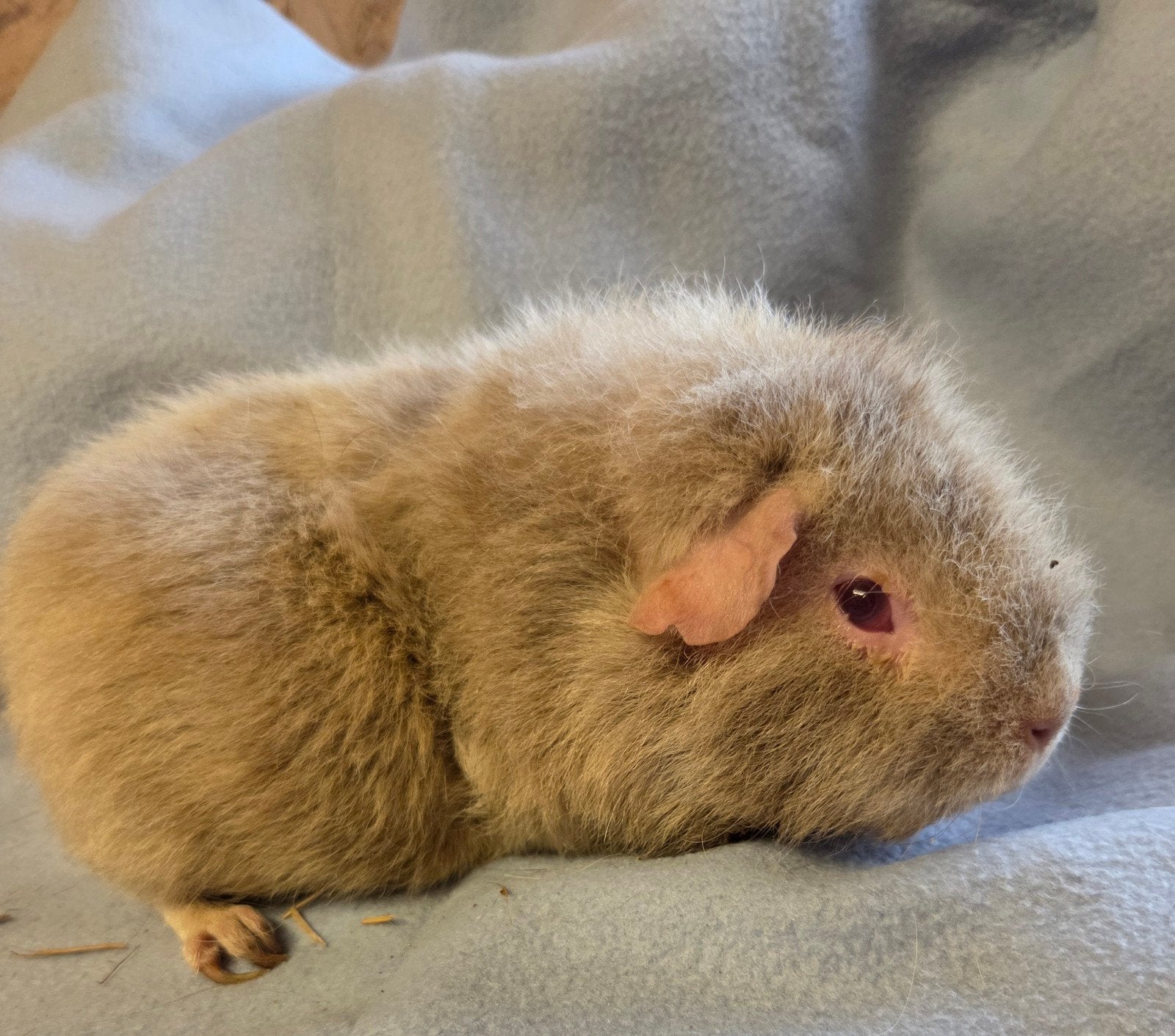 cavia zeugjes, Januari, Vrouwelijk, Cavia