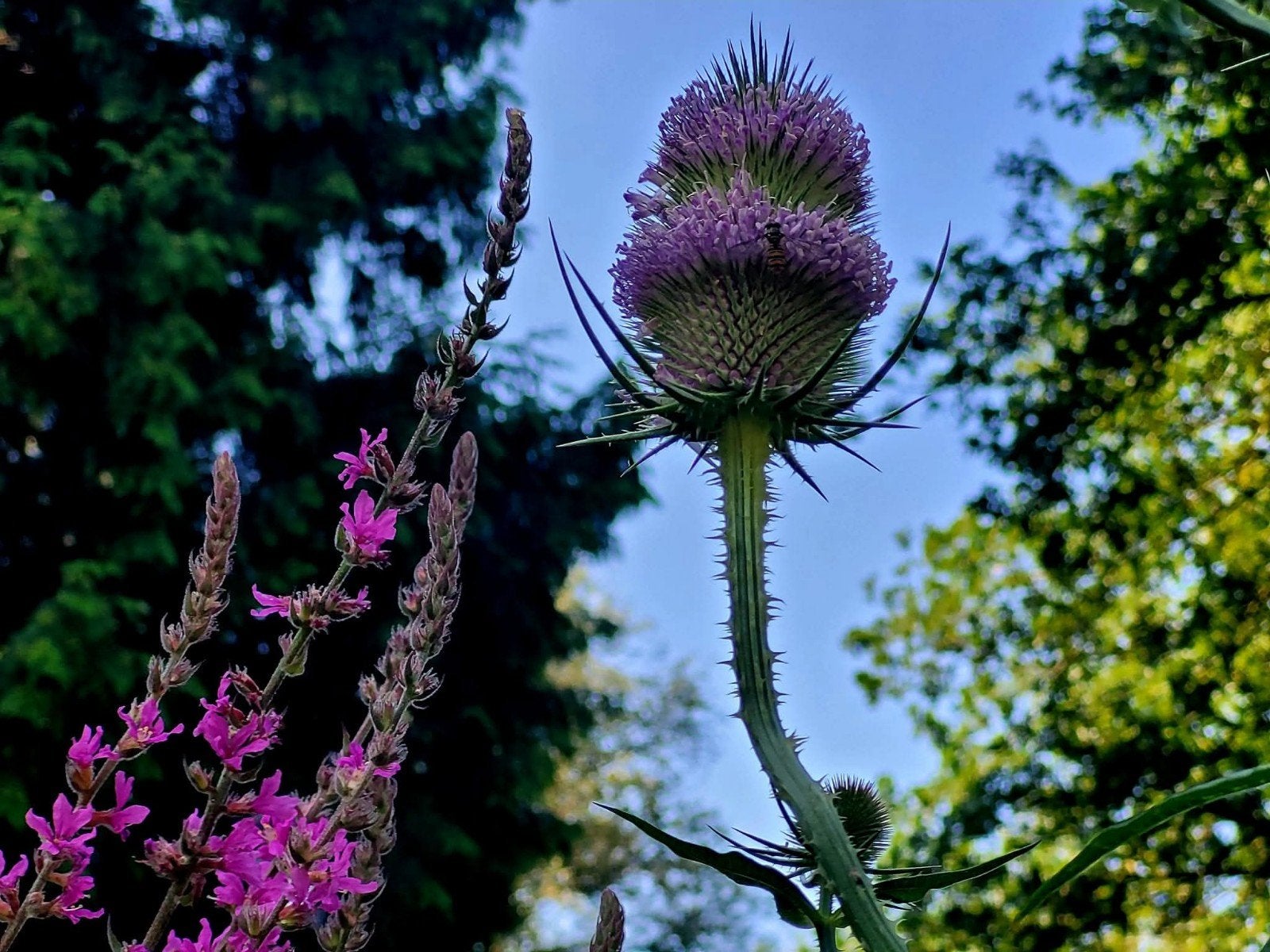 Kaardebol planten - Bijvriendelijk en decoratief, Overige soorten, Volle zon, Ophalen of Verzenden, Tweejarig