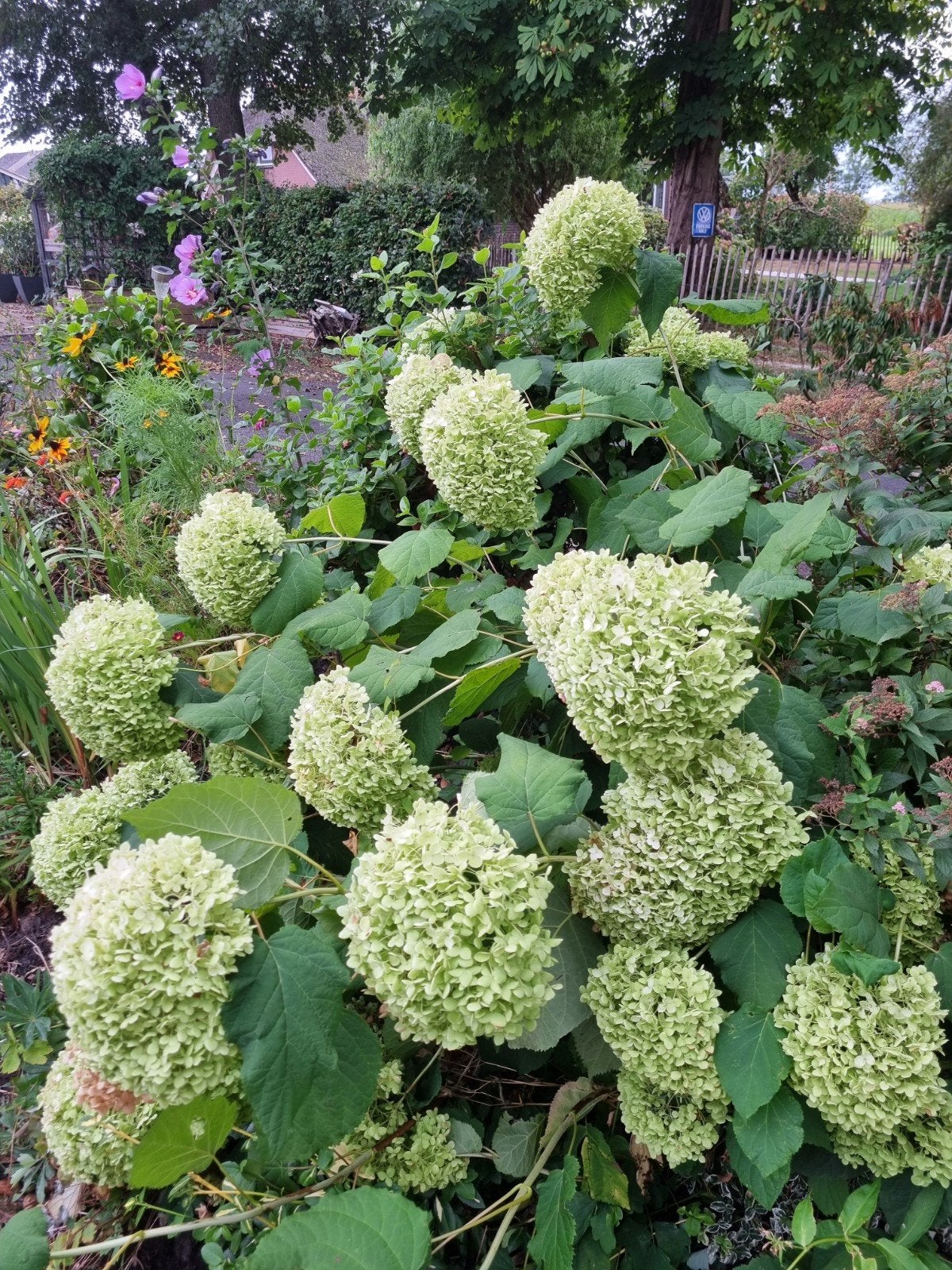 tuinplanten en struiken, Tuin en Terras, Ophalen of Verzenden, Overige soorten, Minder dan 100 cm