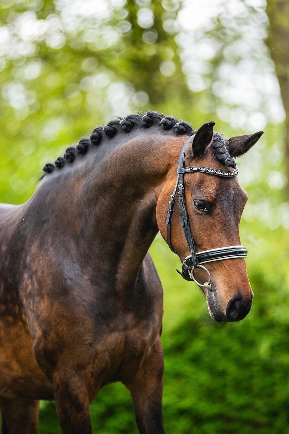 knappe KWPN MERRIE!, Dieren en Toebehoren, Paarden, Merrie, Met stamboom, M, Dressuurpaard