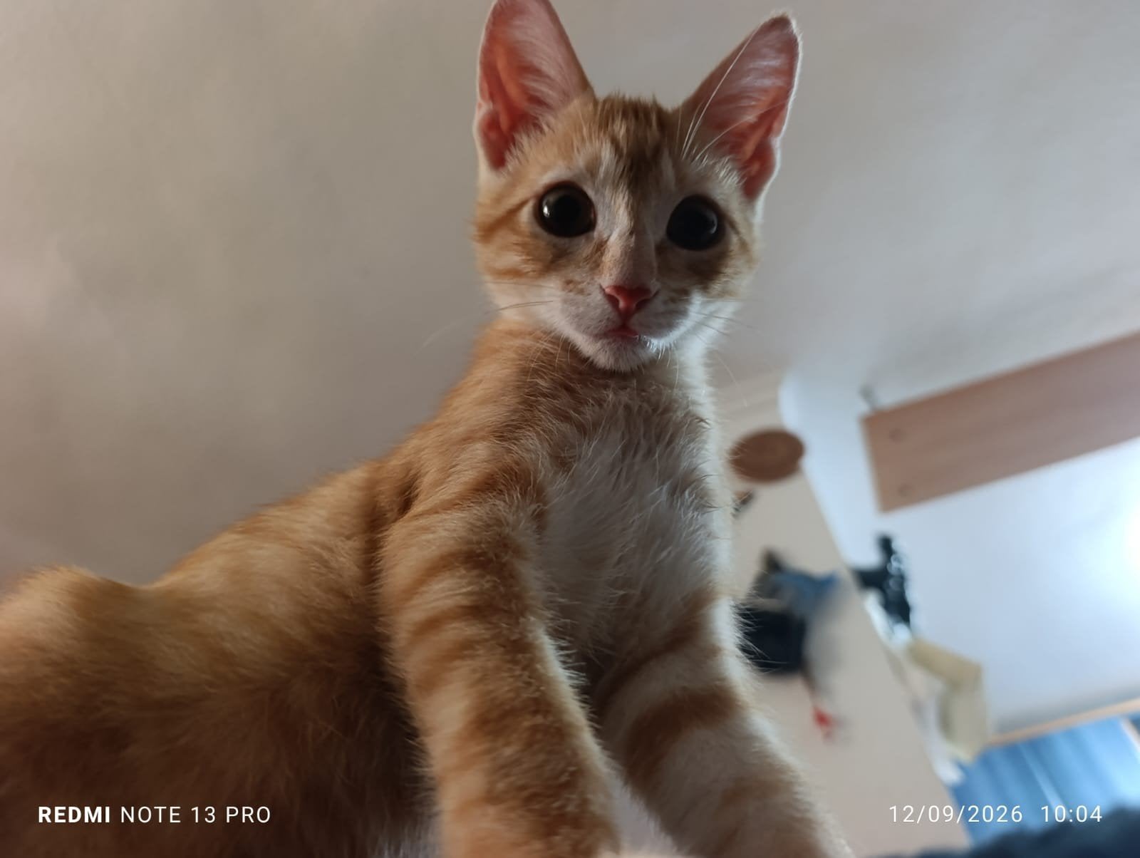 uit Spanje  zoekt een 5 sterren huisje, Dieren en Toebehoren, Kater, Kortharig, 0 tot 2 jaar