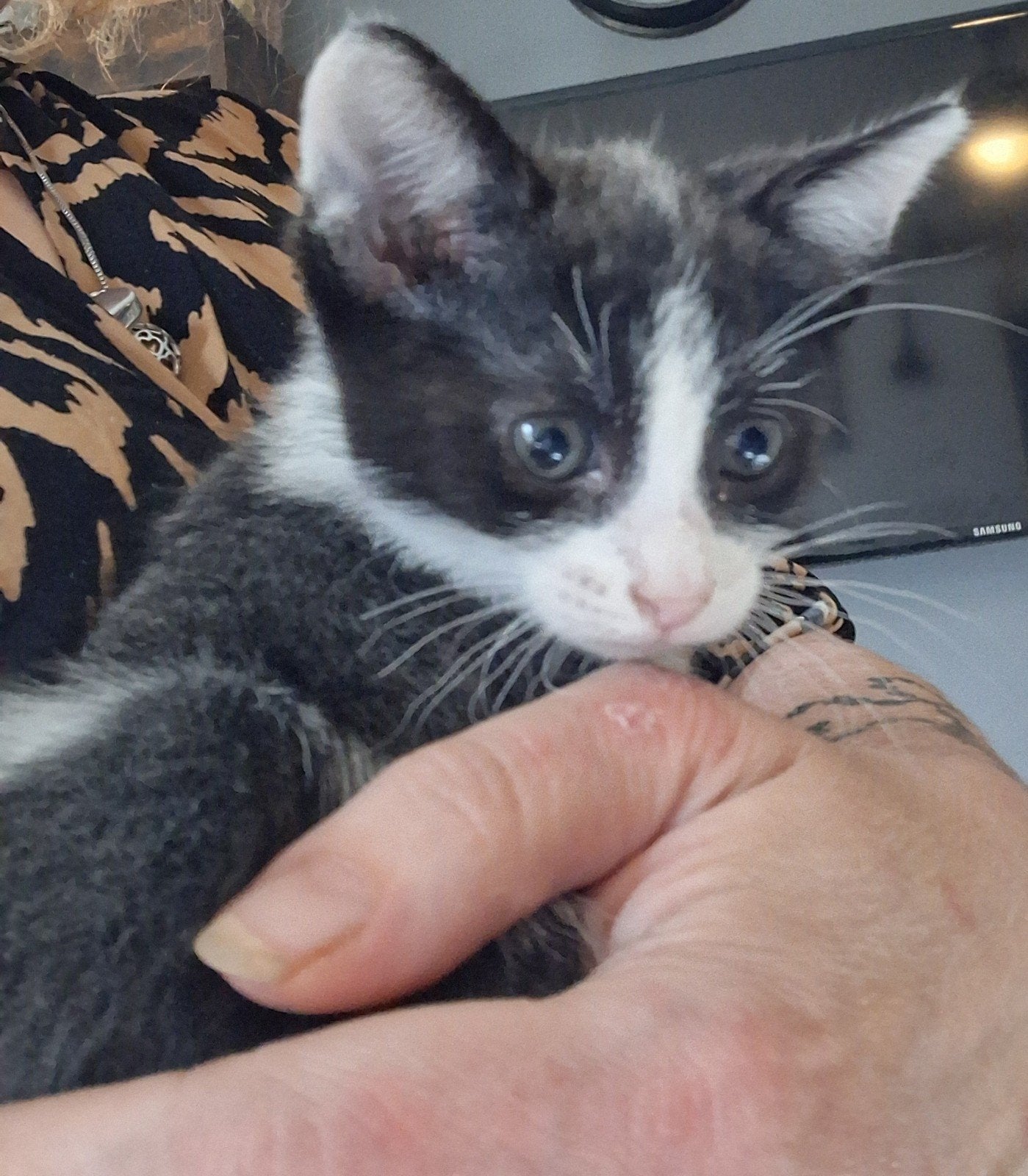 Prachtige grijs-witte kittens Kruising Blauwe Rus x Bengaal, Dieren en Toebehoren, Katten en Kittens | Overige Katten, Meerdere dieren