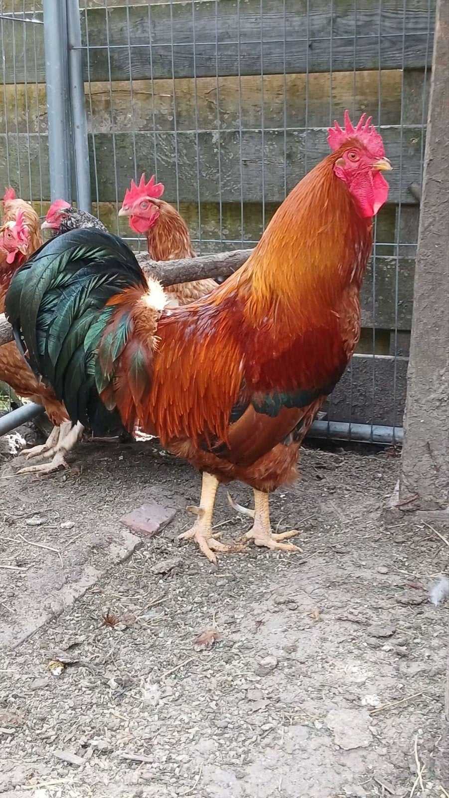 hanen te koop, Dieren en Toebehoren, Pluimvee, Mannelijk, Kip