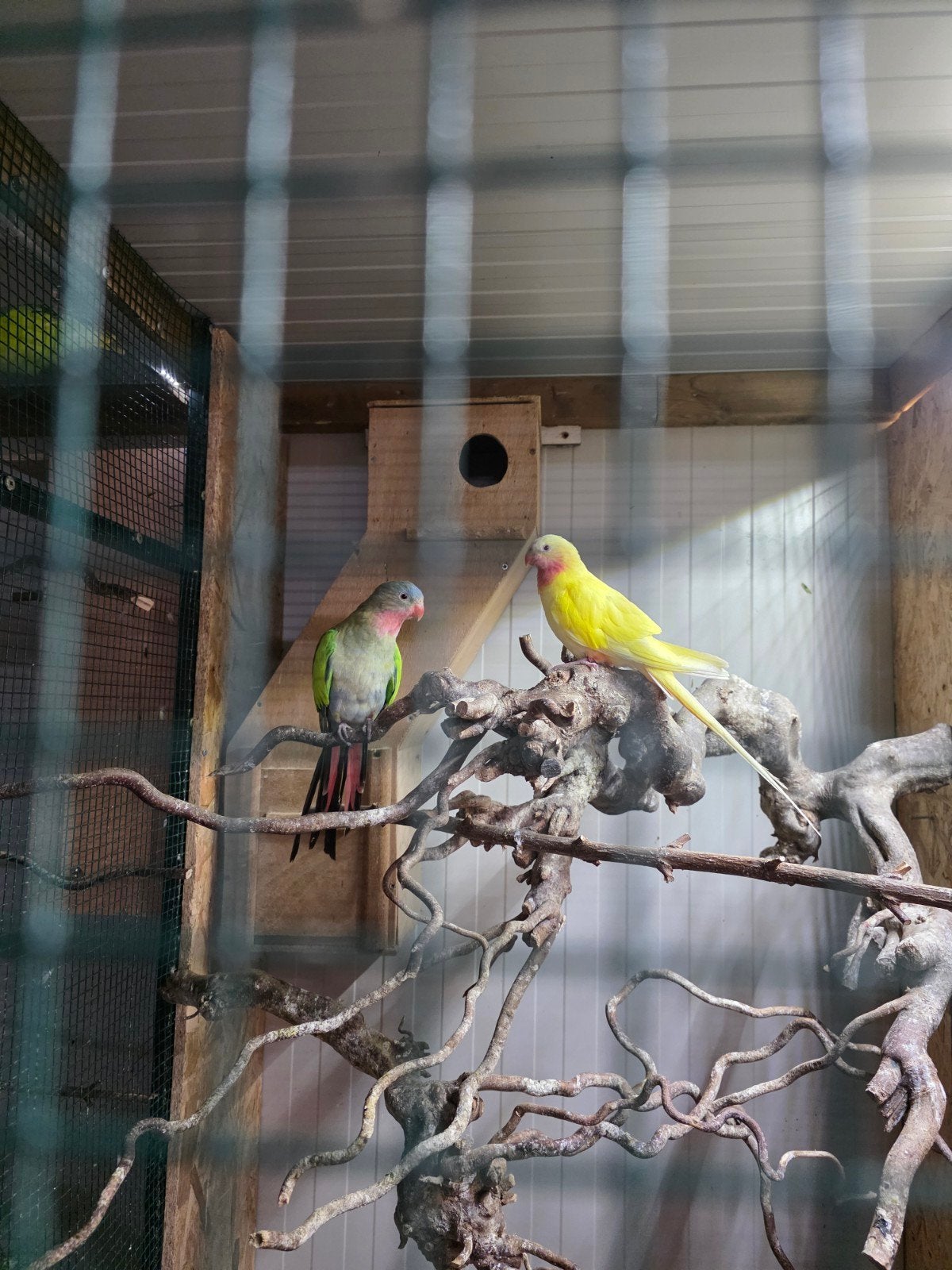 Prinses van Wales, Dieren en Toebehoren, Vogels | Parkieten en Papegaaien, Meerdere dieren, Parkiet