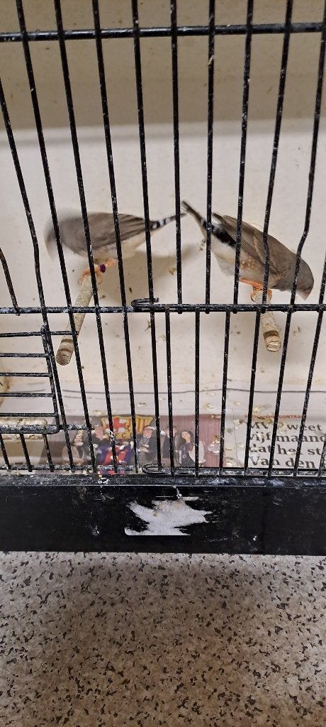 zebravinkjes, Dieren en Toebehoren, Meerdere dieren, Tropenvogel
