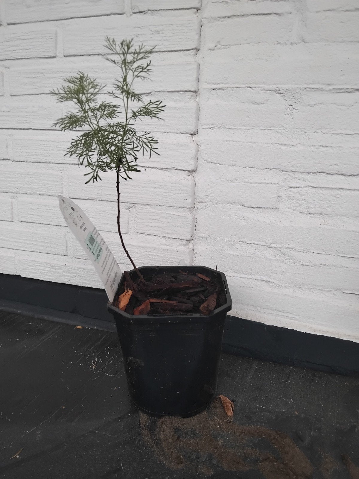 Colaplant stekjes - Verse kruiden voor uw tuin, Ophalen, Volle zon, Vaste plant, Bloeit niet