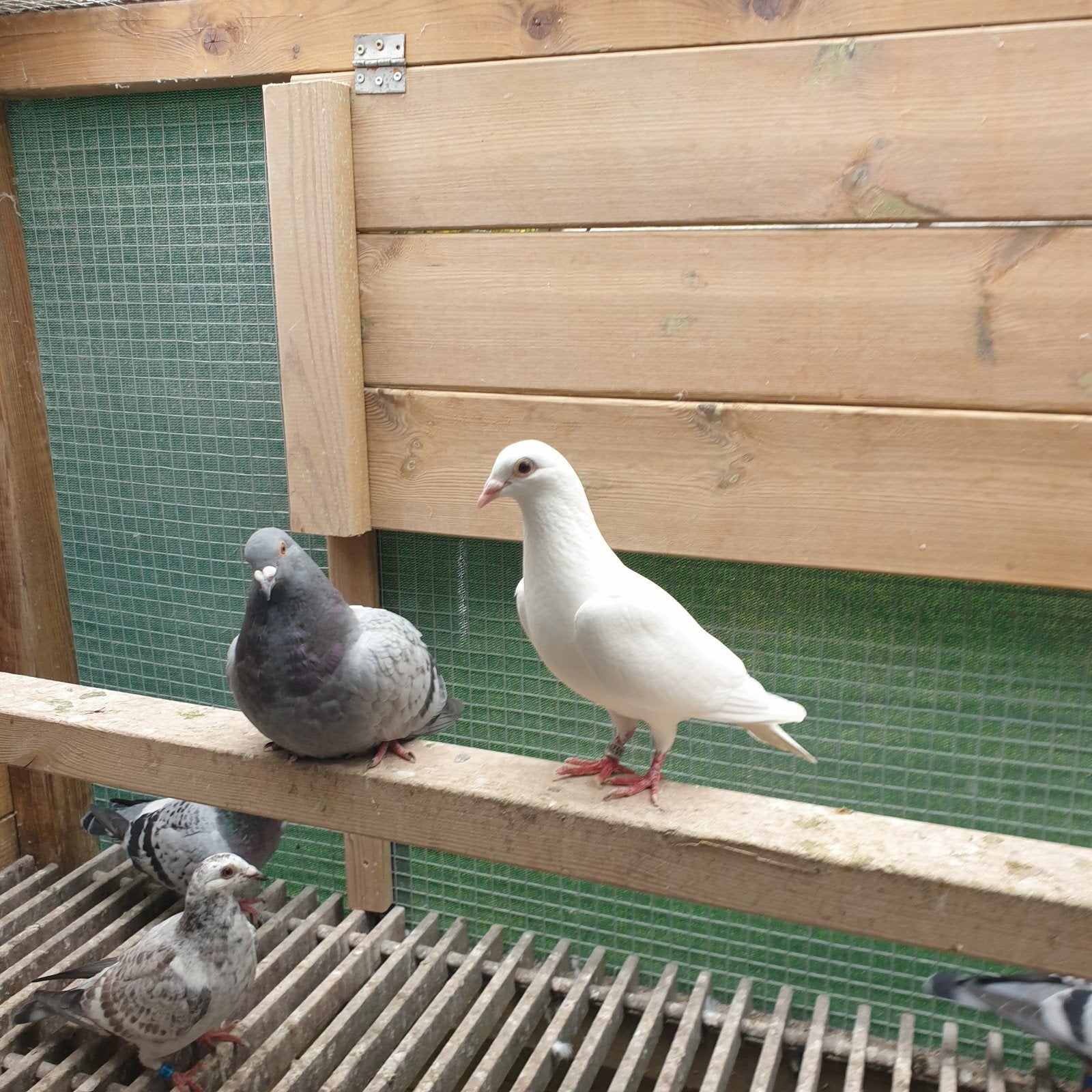 KOPPEL WITTE POSTDUIVEN NL 2025, Dieren en Toebehoren, Vogels | Duiven, Meerdere dieren, Postduif