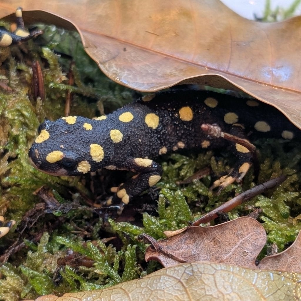 Gifkikkers, Salamanders, Vissen, Voedseldieren Frog - unknown for sale from NKexotics nl