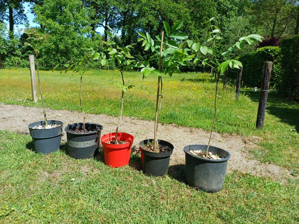 Diverse walnoten boompjes, Ophalen, Minder dan 100 cm, Overige soorten, Zomer