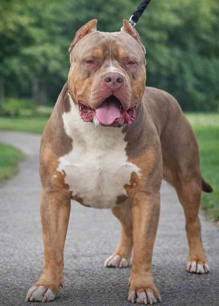 American bully xl dekreu, Dieren en Toebehoren, Honden | Dekreuen, Reu, Fokker | Hobbymatig, Eén hond, Nederland, 3 tot 5 jaar