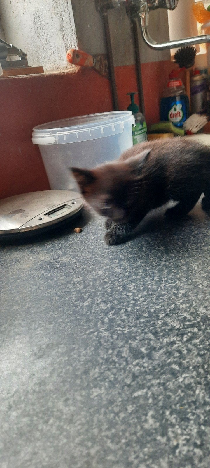 Boerderijkittens, Meerdere dieren