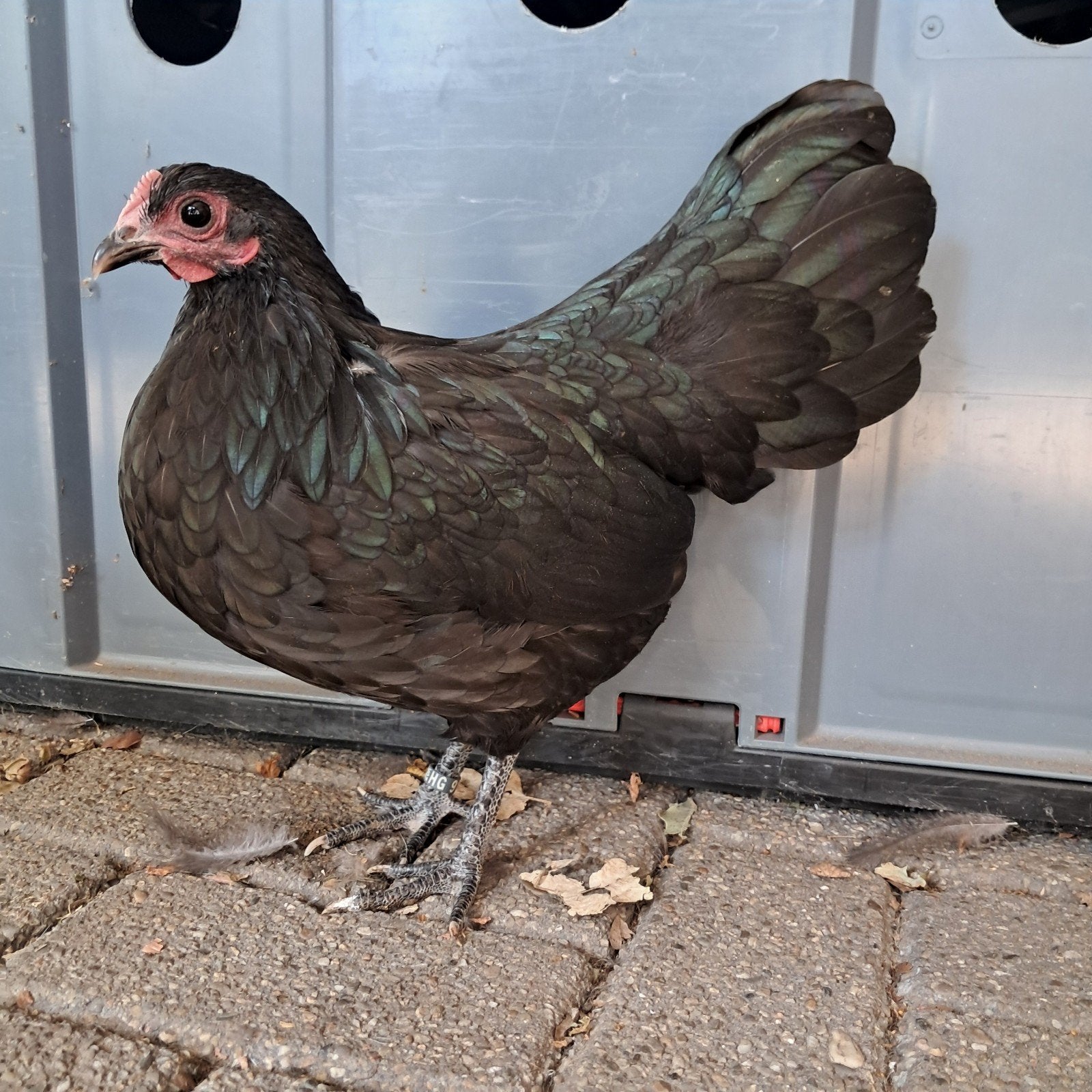 jonge australorp krielhennen., Dieren en Toebehoren, Pluimvee, Meerdere dieren, Kip