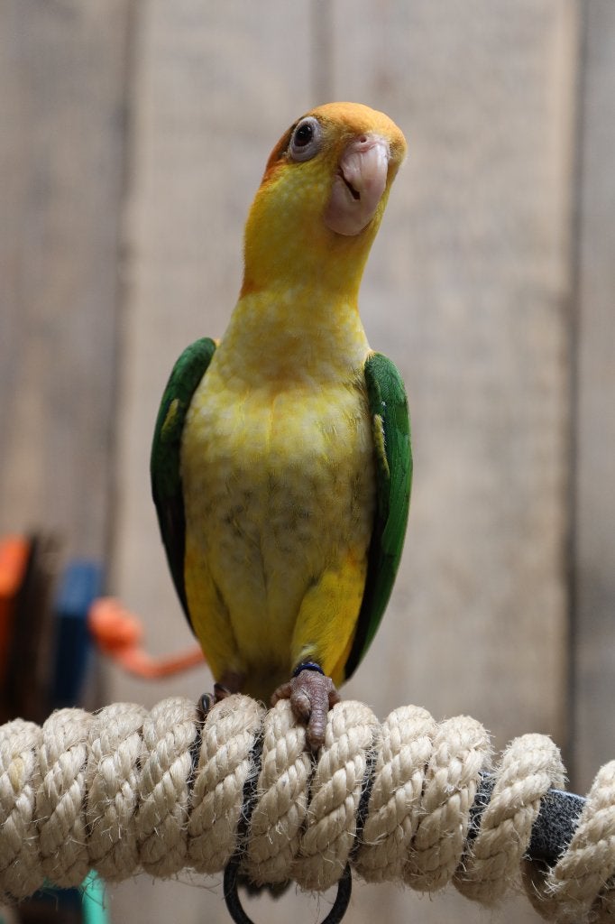 Jonge Baby Roestkop Caique´s | getest | Speels | Handtam, Meerdere dieren, Papegaai, Pratend