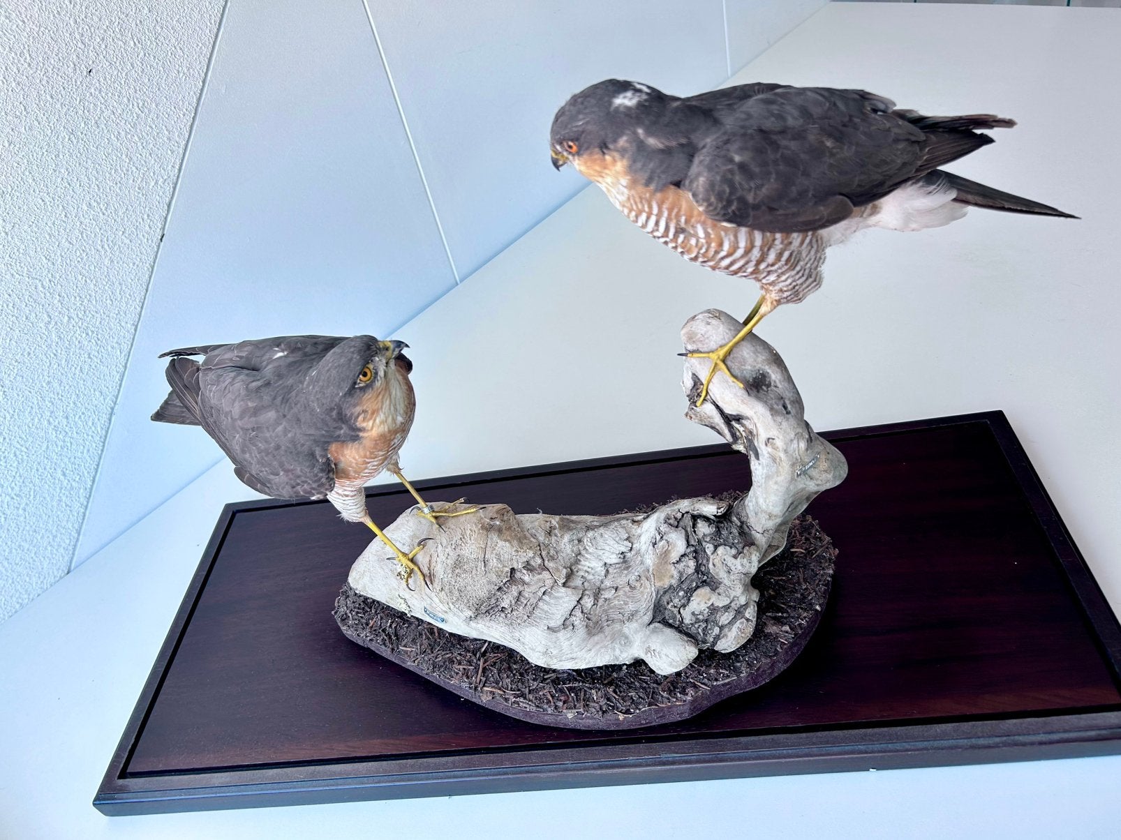 Opgezette Sperwers in Vitrine - Prachtig Natuurgetrouw, Verzamelen, Ophalen, Zo goed als nieuw, Vogel, Opgezet dier