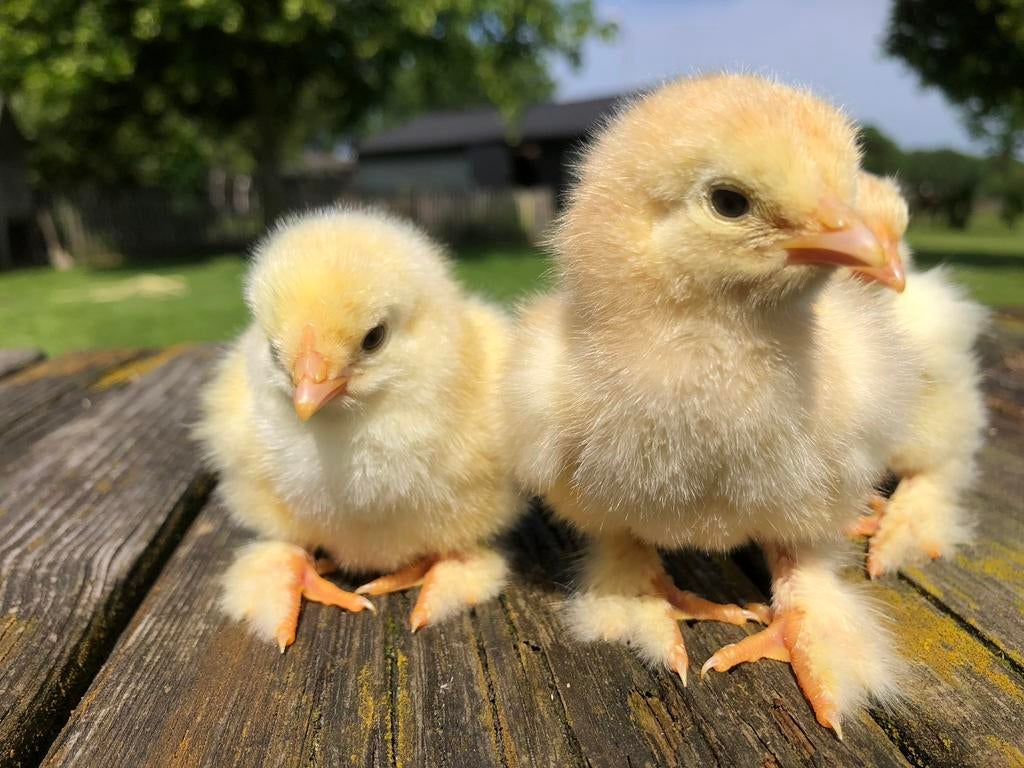 Broedeieren !, Dieren en Toebehoren, Pluimvee, Geslacht onbekend, Kip