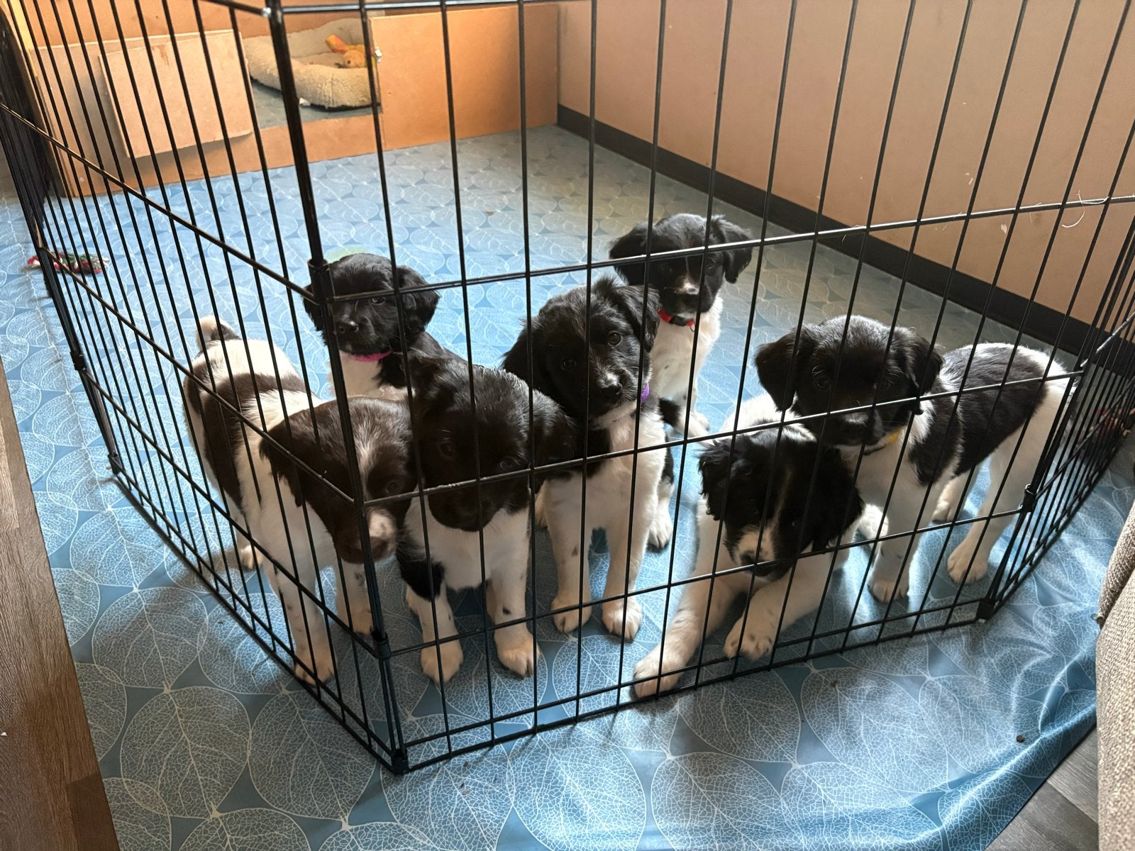 7 prachtige friese stabij pups, Parvo, 8 tot 15 weken, Meerdere, Meerdere dieren