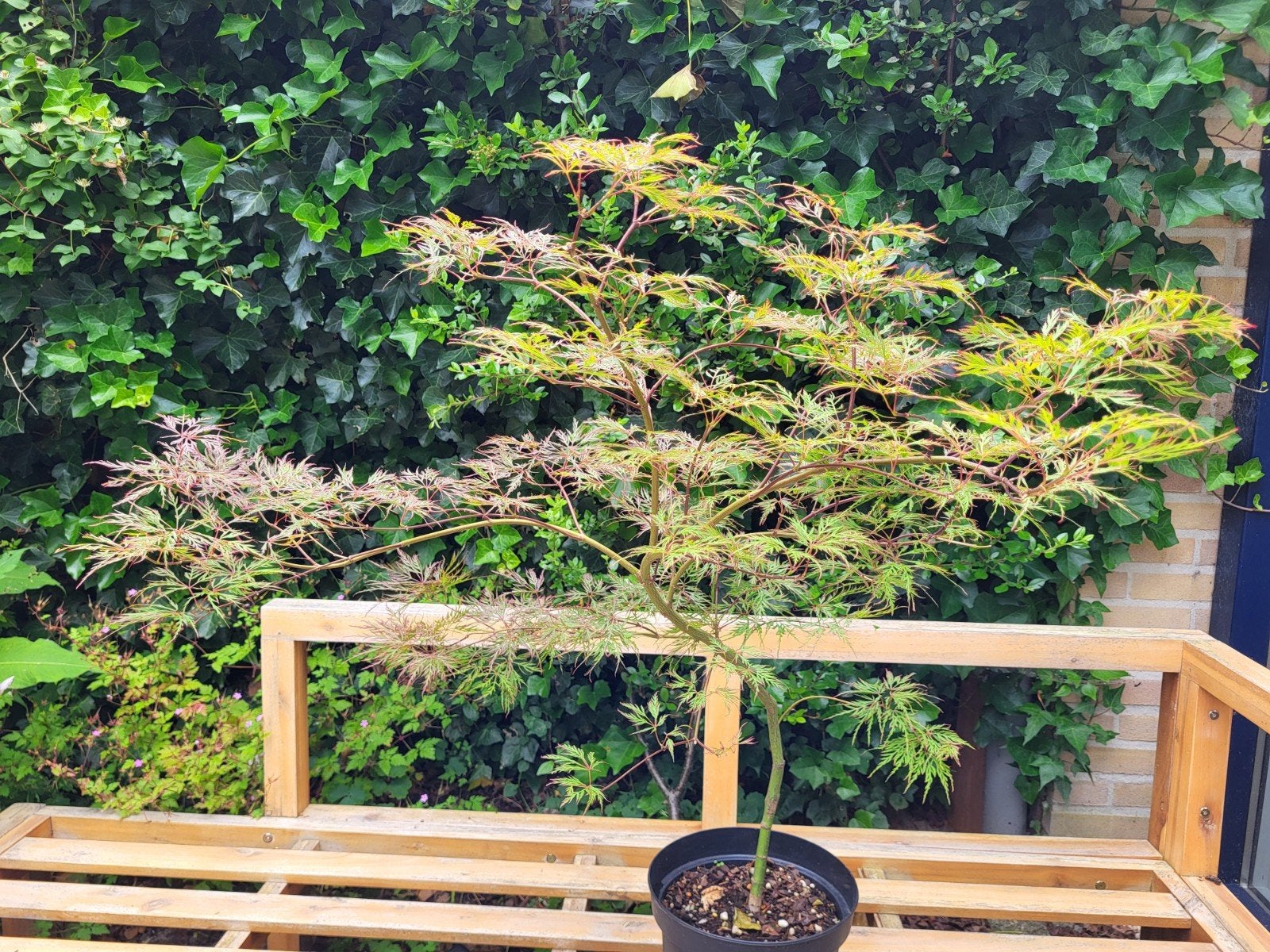 Acer palmatum Baldsmith, Doe-het-zelf en Verbouw, Hout en Planken, Ophalen, Minder dan 25 mm, Plank, Minder dan 200 cm