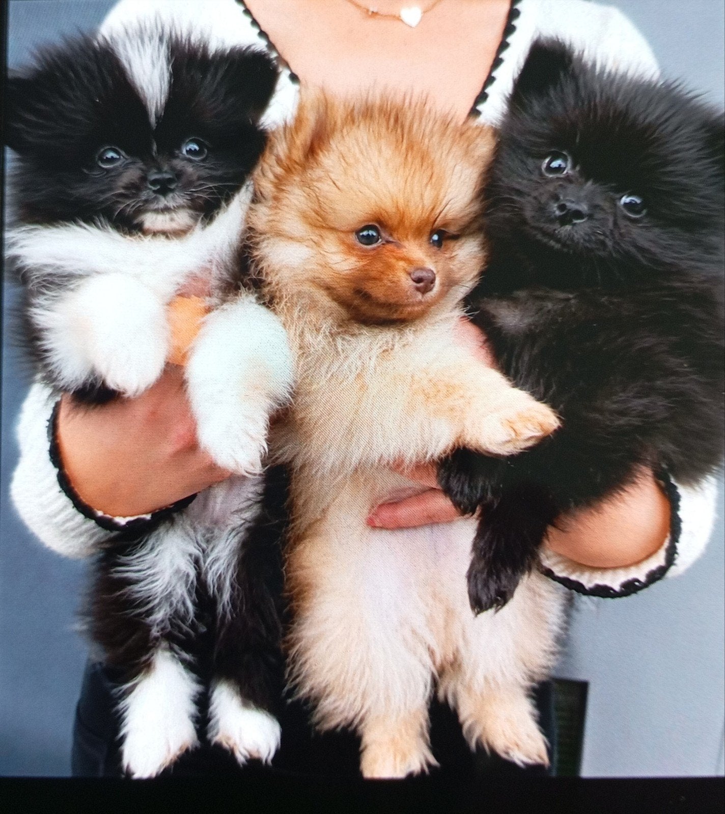 3x zeer mooie pomeriaantjes 1250 mogen nu weg, Keeshond, Reu, 8 tot 15 weken, Meerdere