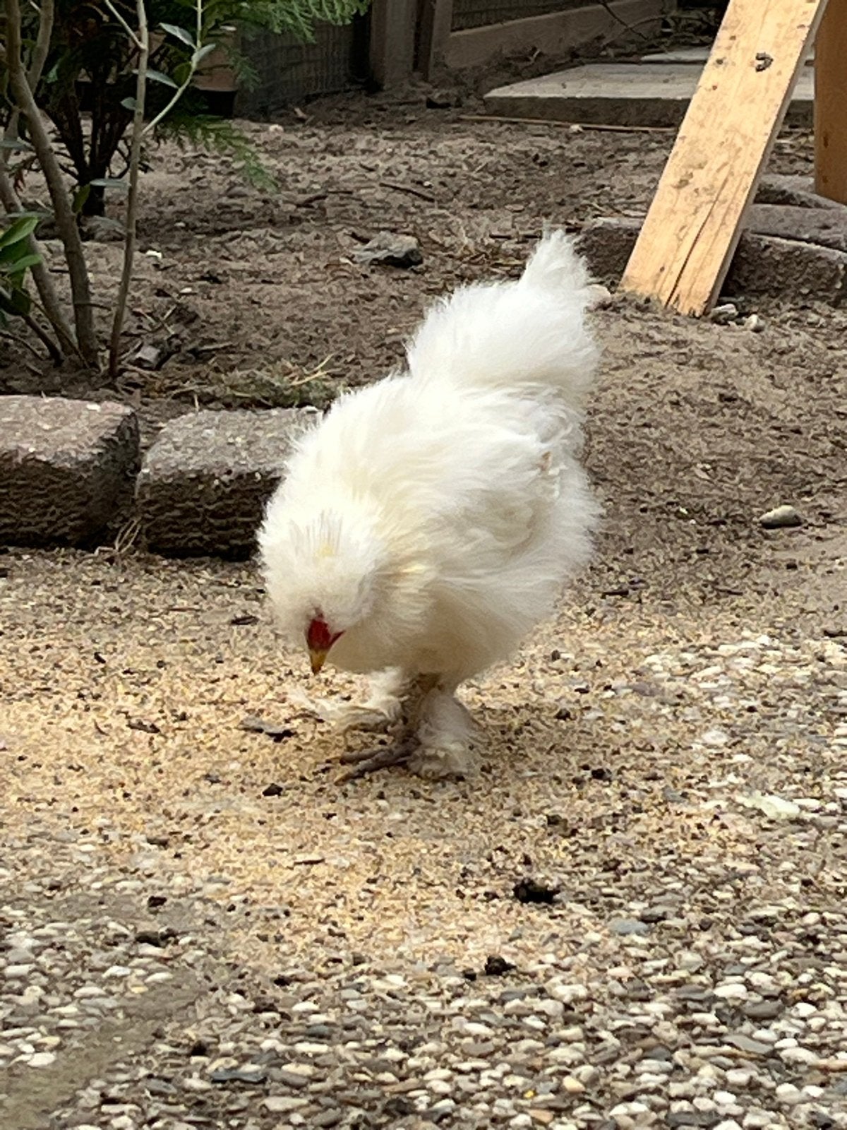 Jonge Pluizige, zachte, spierwitte haan, Dieren en Toebehoren, Mannelijk, Kip
