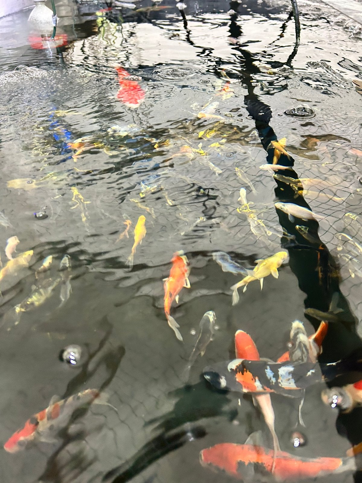 Koi uit japan! Van 5 tot 70 cm, Karper of Koi