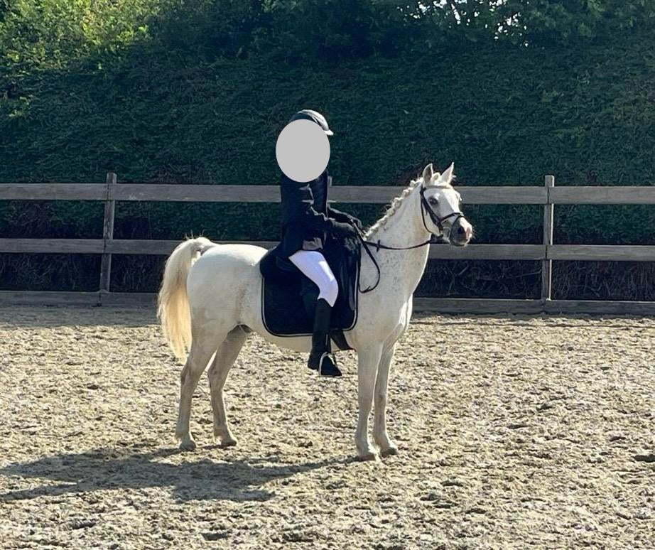 Mooie stamboek welsh pony, Dieren en Toebehoren, Ophalen, Zo goed als nieuw
