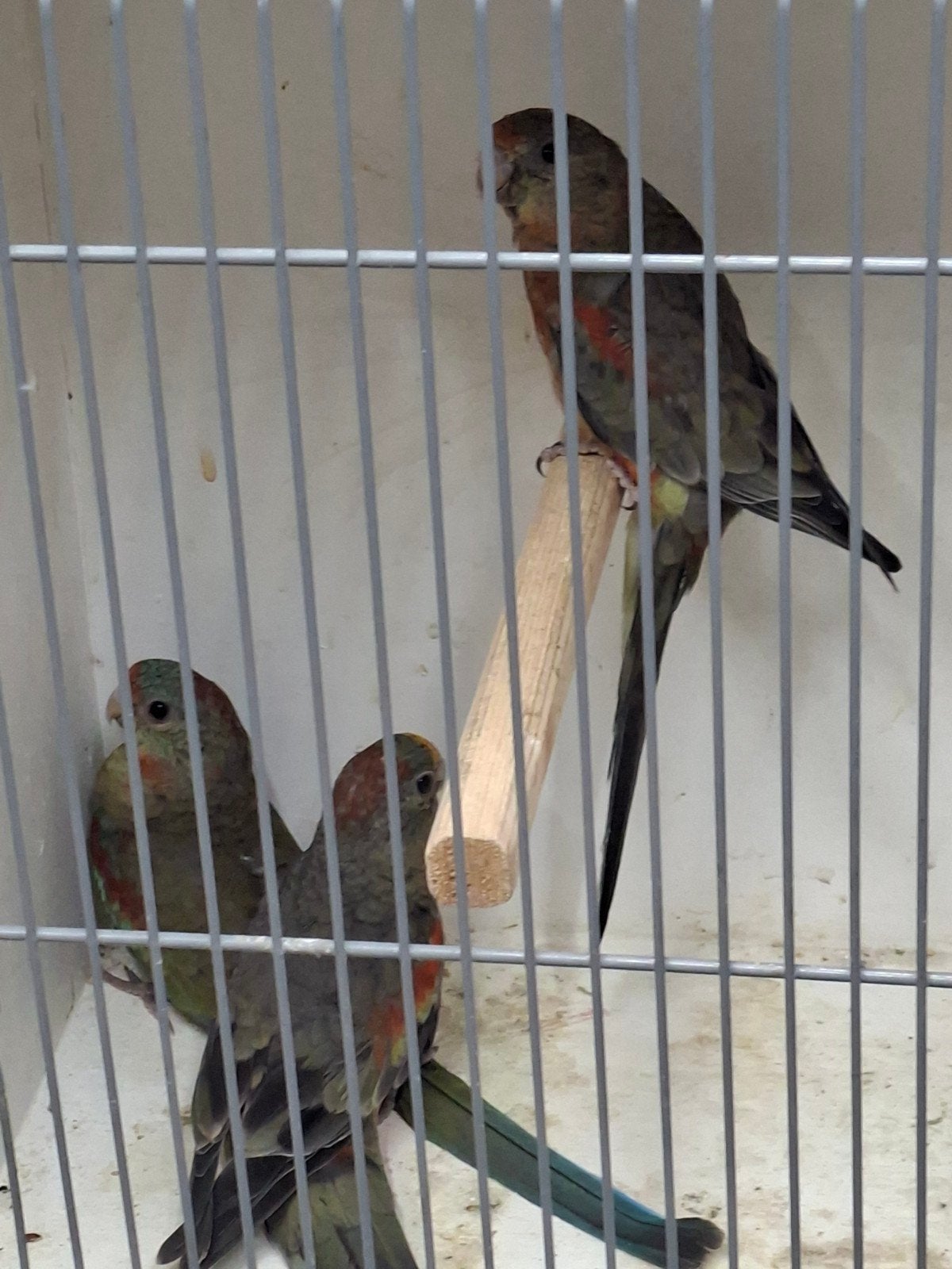 3 grijsgroene veelkleuren, Dieren en Toebehoren, Vogels | Parkieten en Papegaaien, Meerdere dieren, Parkiet
