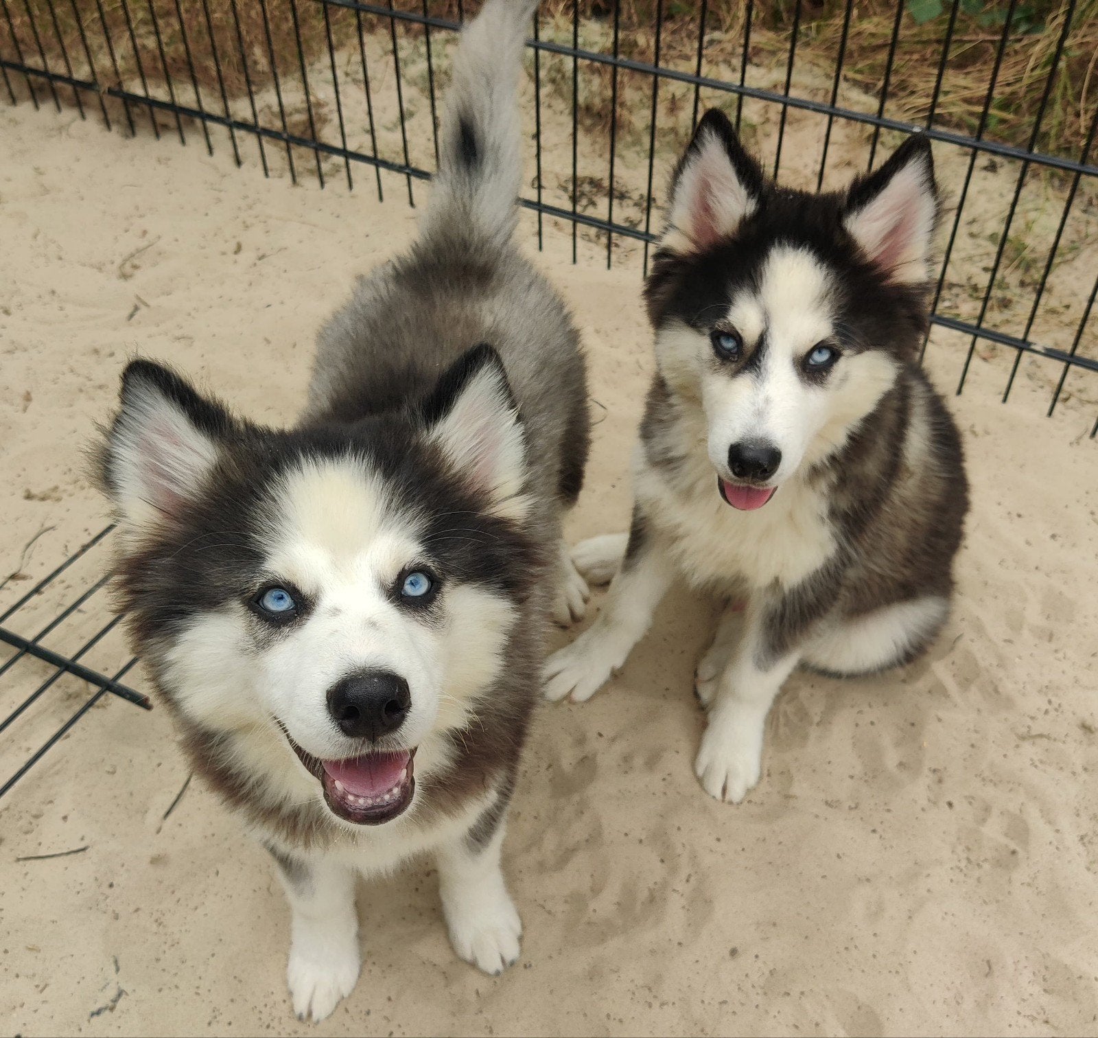 Lieve speelse  Pomsky pup Mini Husky, Parvo, 8 tot 15 weken, Eén hond, Nederland