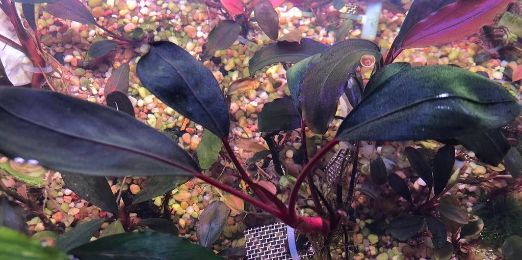 Bucephalandra Pink Lady, Dieren en Toebehoren, Vissen | Aquaria en Toebehoren, Ophalen of Verzenden, Plant(en), Steen of Hout