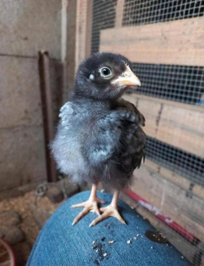 Broedeieren Noord Hollandse Blauwe hoenders te koop, Dieren en Toebehoren, Meerdere dieren