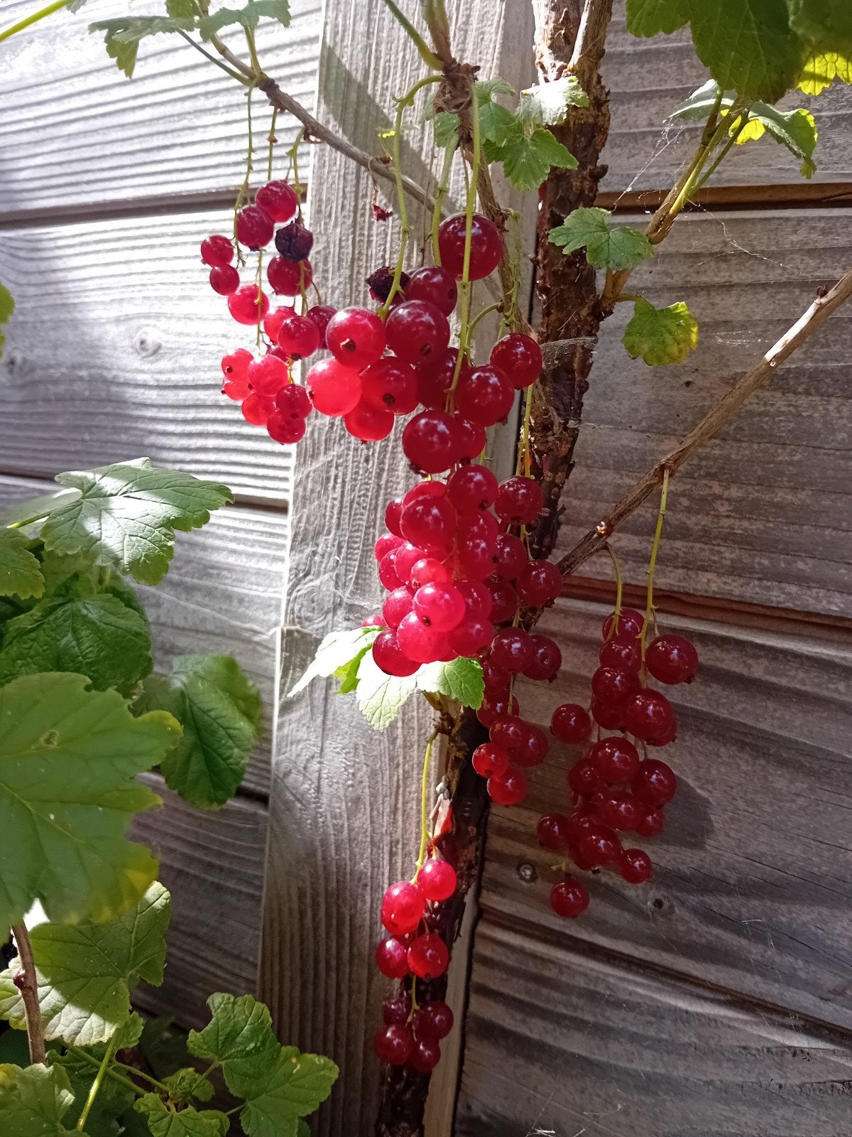 Gratis rode bessen plukken, Ophalen
