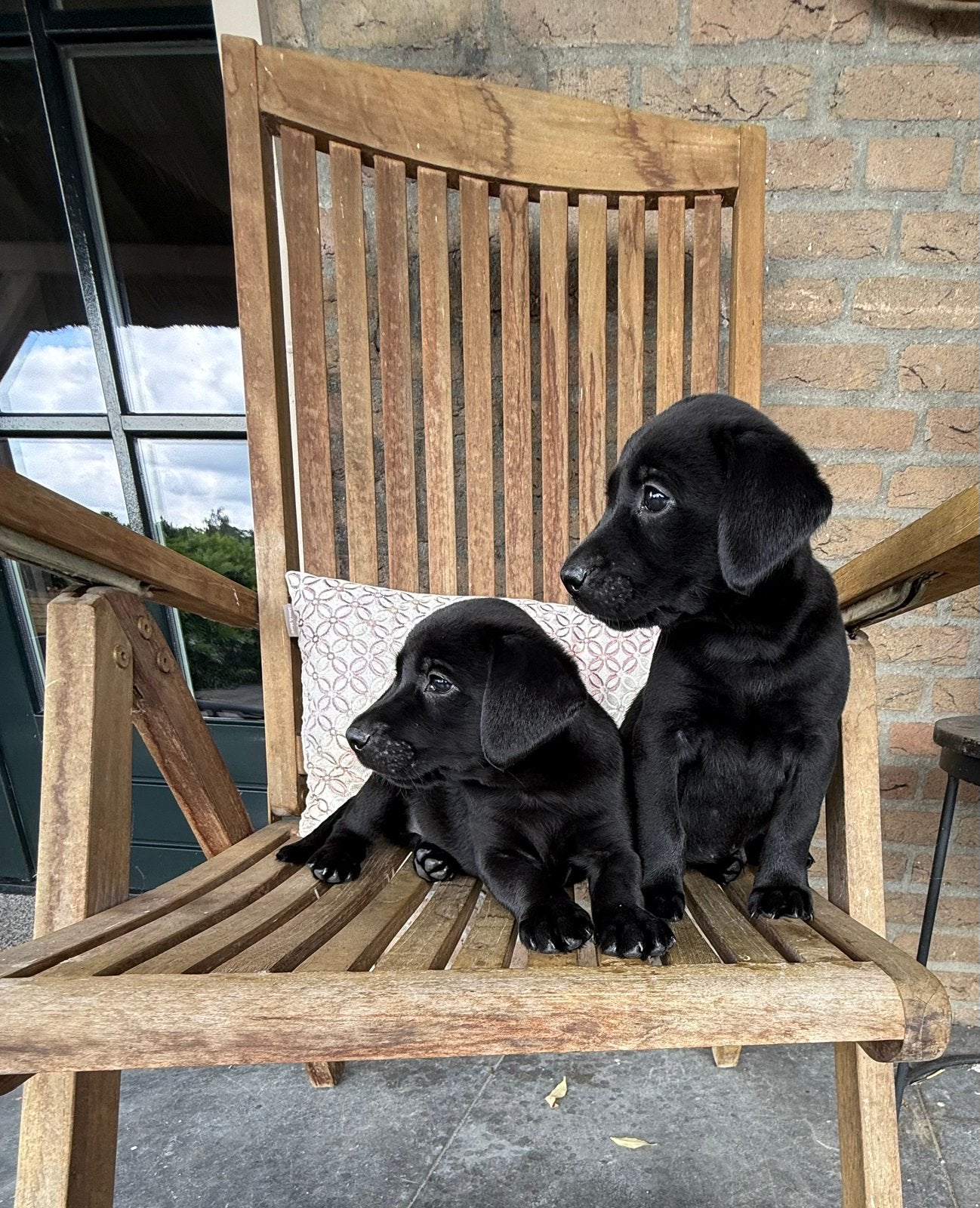 Labrador Retriever, Nederland, Parvo, Reu, 8 tot 15 weken