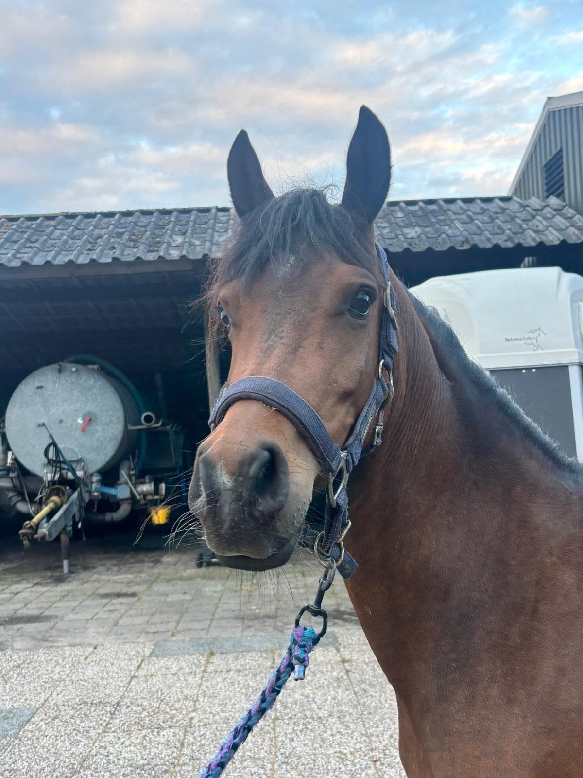Mooie knappe 3 jarige arabier merrie, Dieren en Toebehoren, Merrie, 3 tot 6 jaar